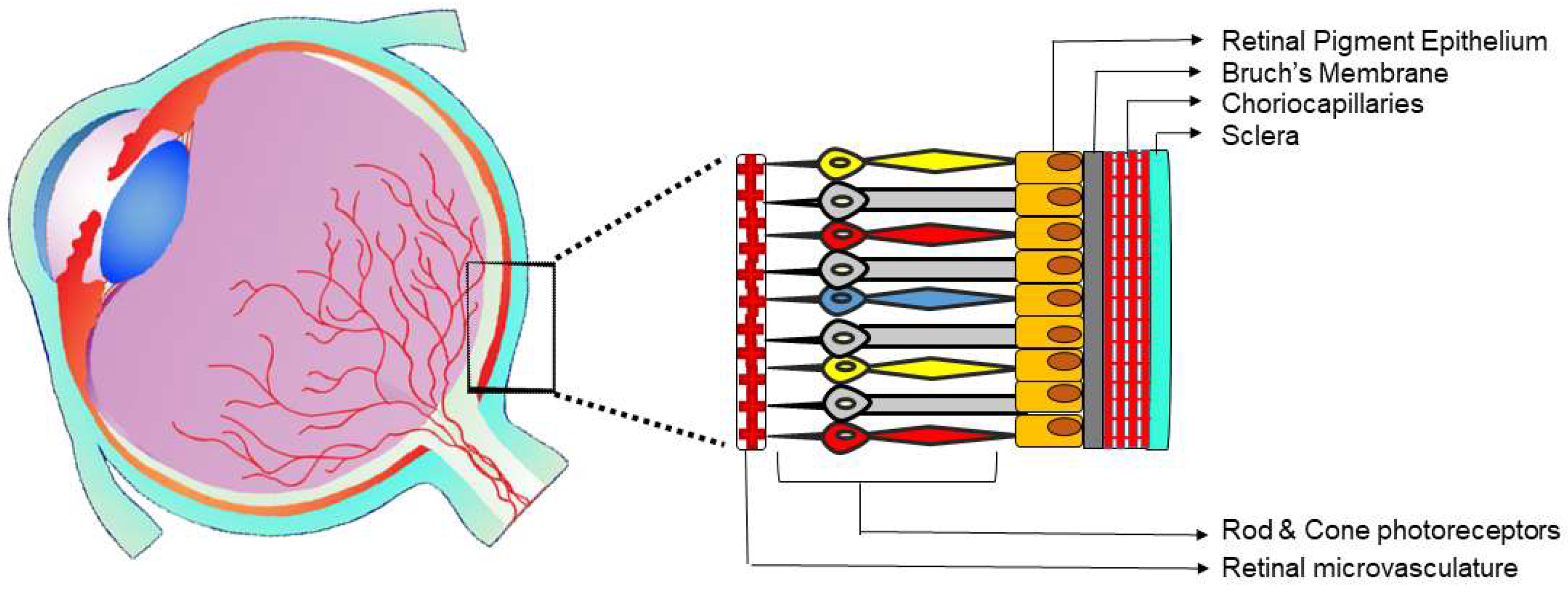 Ijms 19 03846 g001 Ijms 19 03846 g001