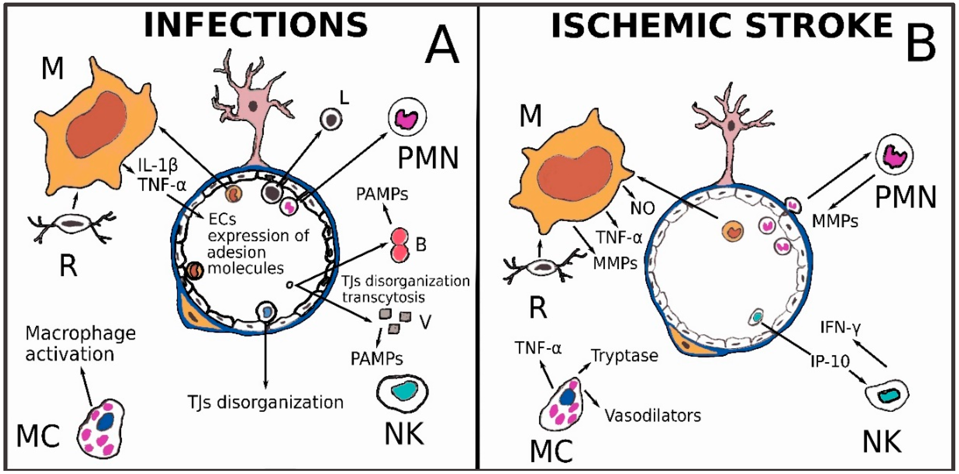 Innate Immunity Cells and the Neurovascular Unit