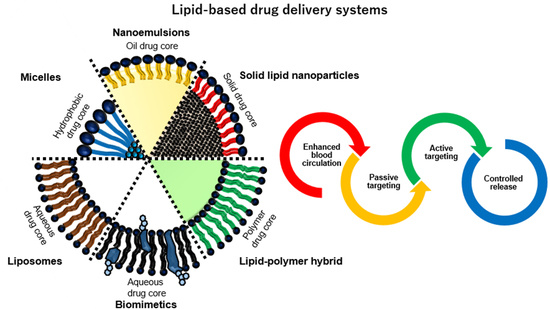 Ijms Free Full Text A Promising Biocompatible Platform - 