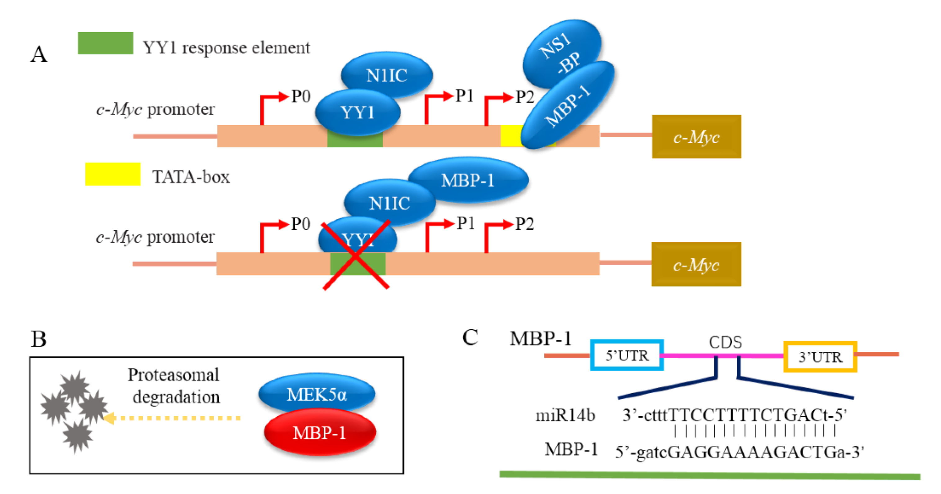 IJMS Free FullText The Biological Significance and Regulatory