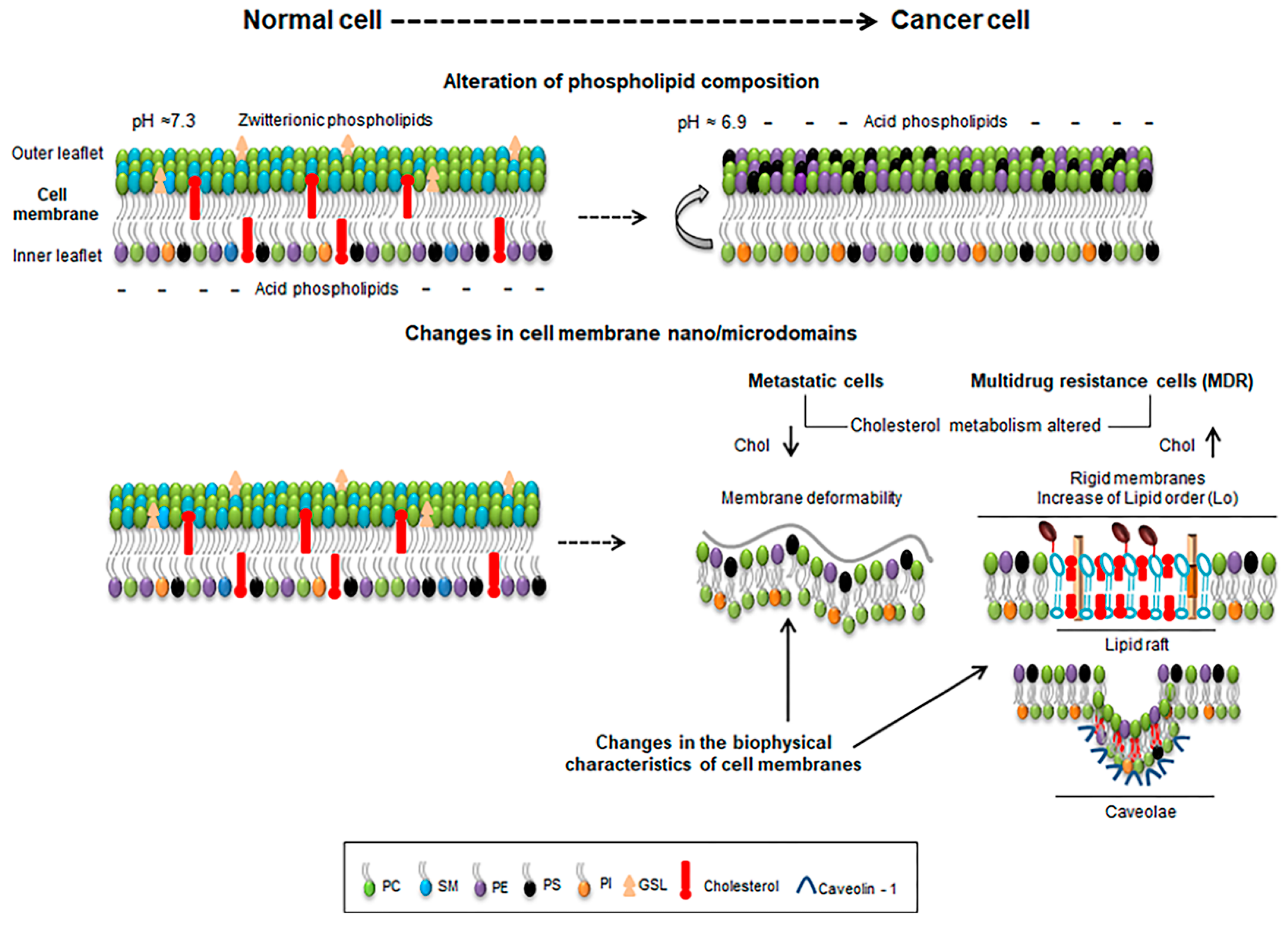 What Is The Makeup Of The Cell Membrane  Saubhaya Makeup In Cell Membrane And Tonicity Worksheet