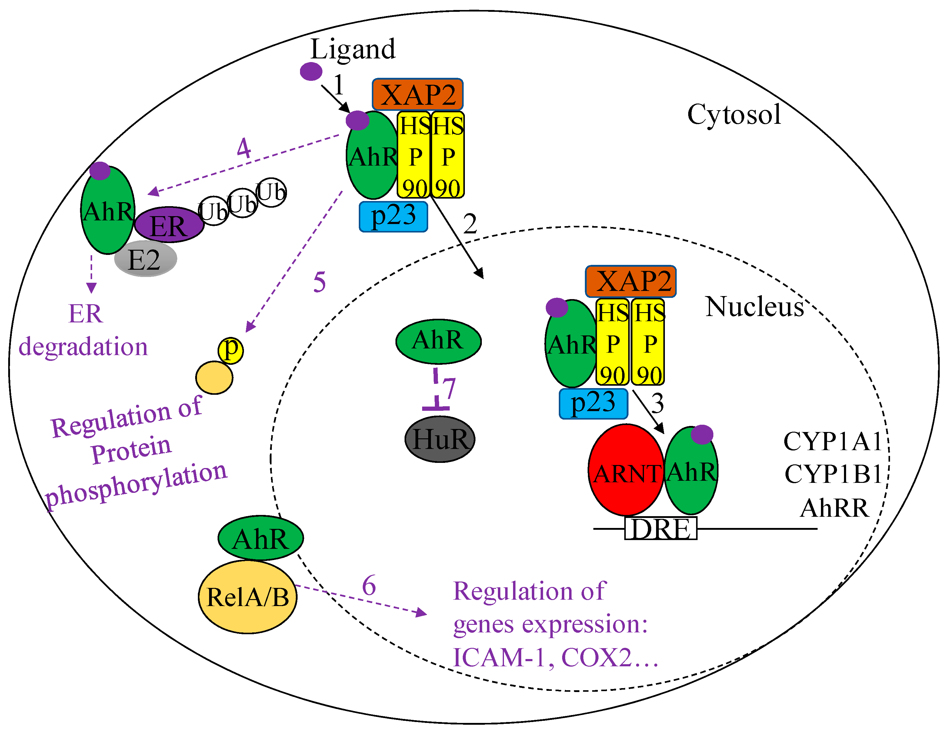 The Aryl Hydrocarbon Receptor and the Maintenance of Lung Health The Aryl Hydrocarbon Receptor and the Maintenance of Lung Health