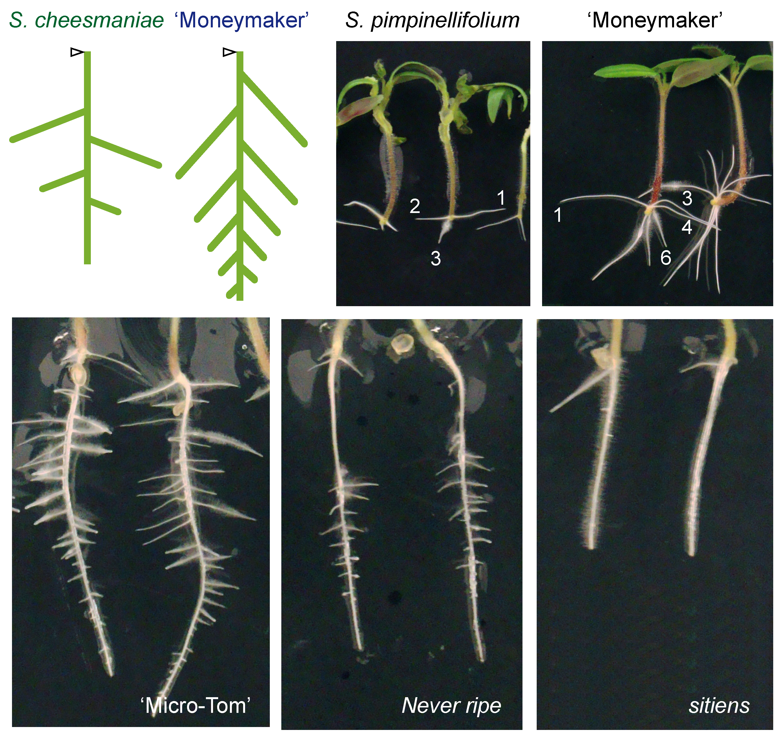 IJMS | Free Full-Text | Morphological Characterization of Root System