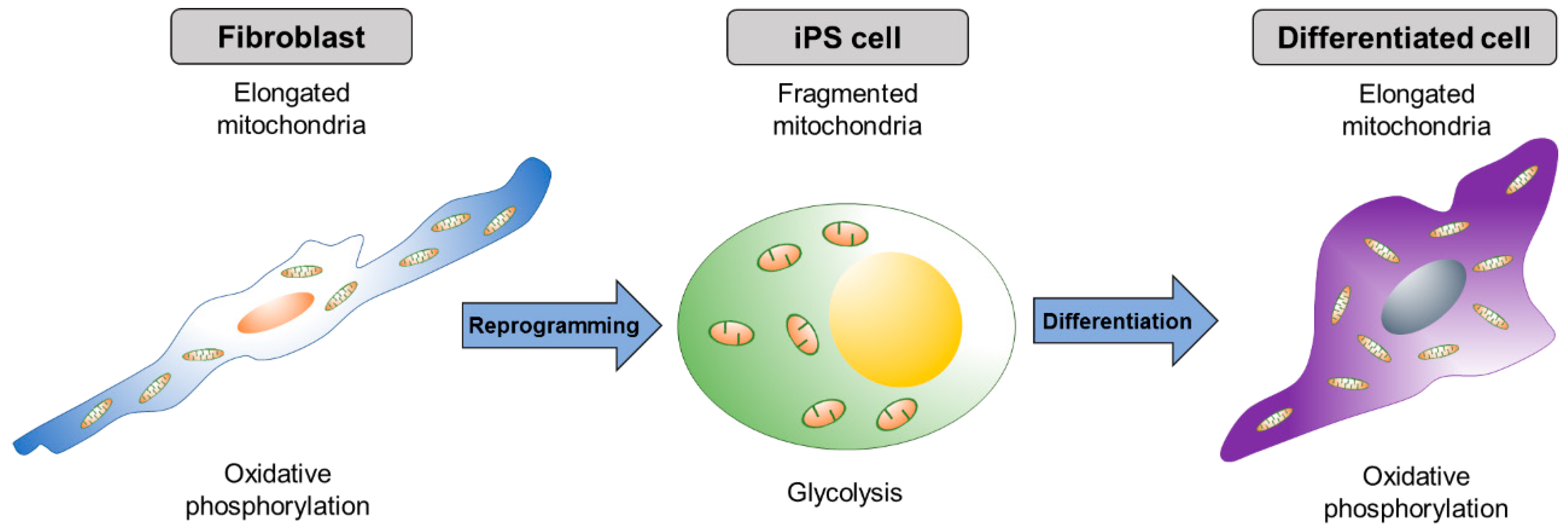 Ijms 19 03893 g002