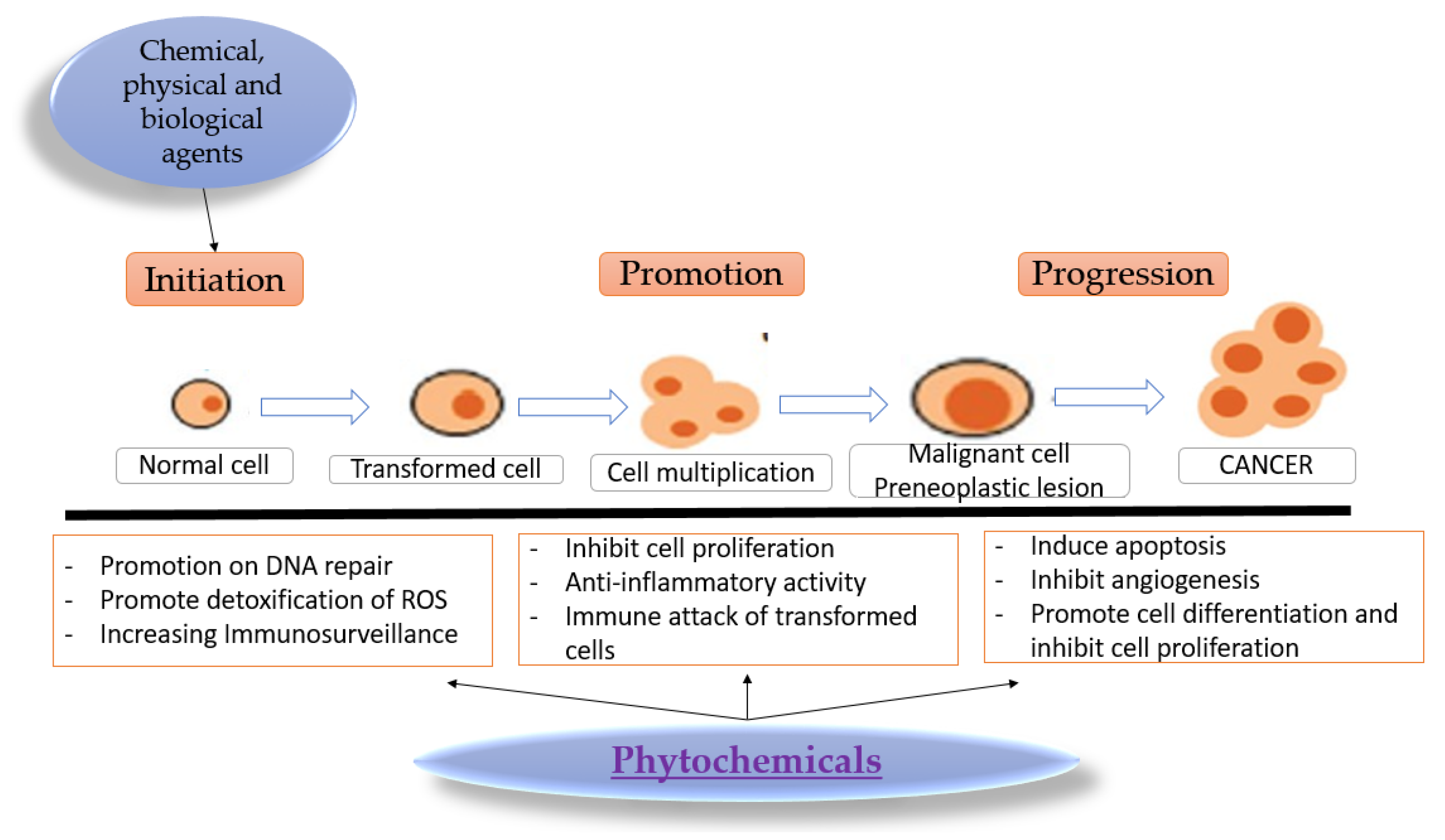 Basis of activity. Physical and Chemical processes. Processes of Cells. Initiation promotion progression Nutrition.