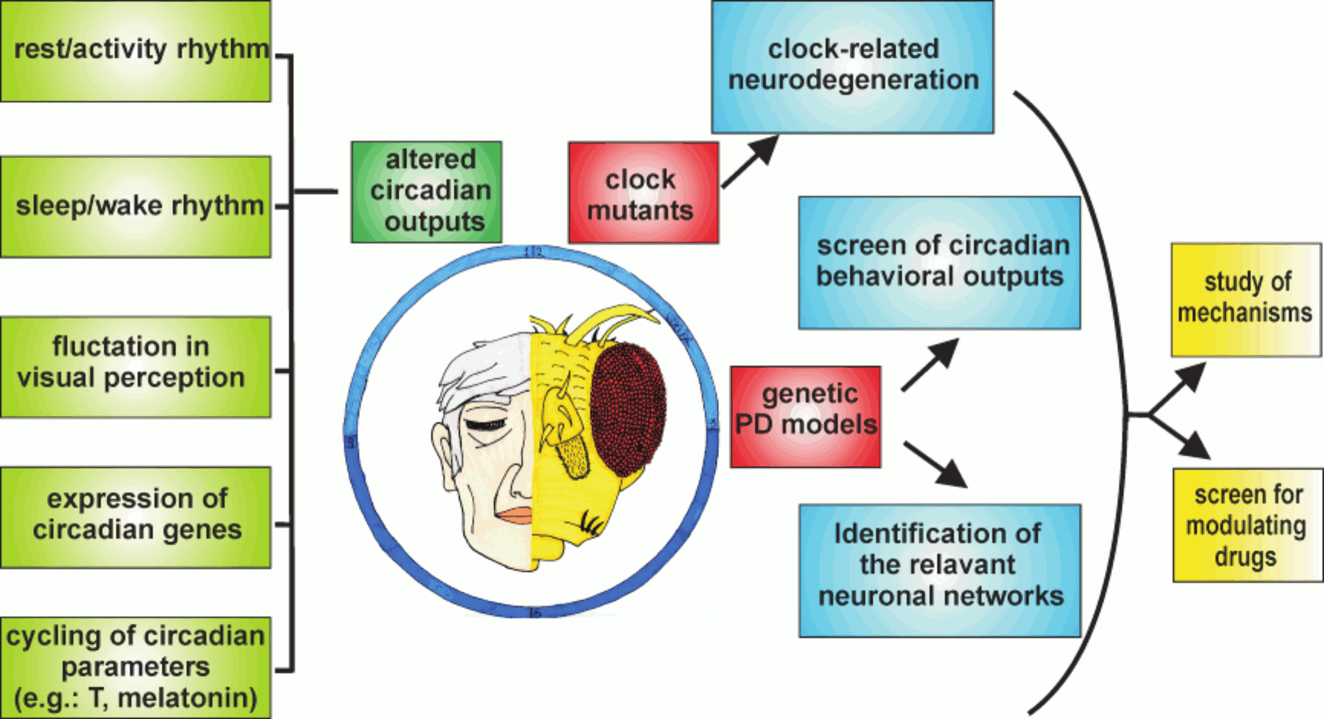 Circadian Rhythms: Methods and Protocols