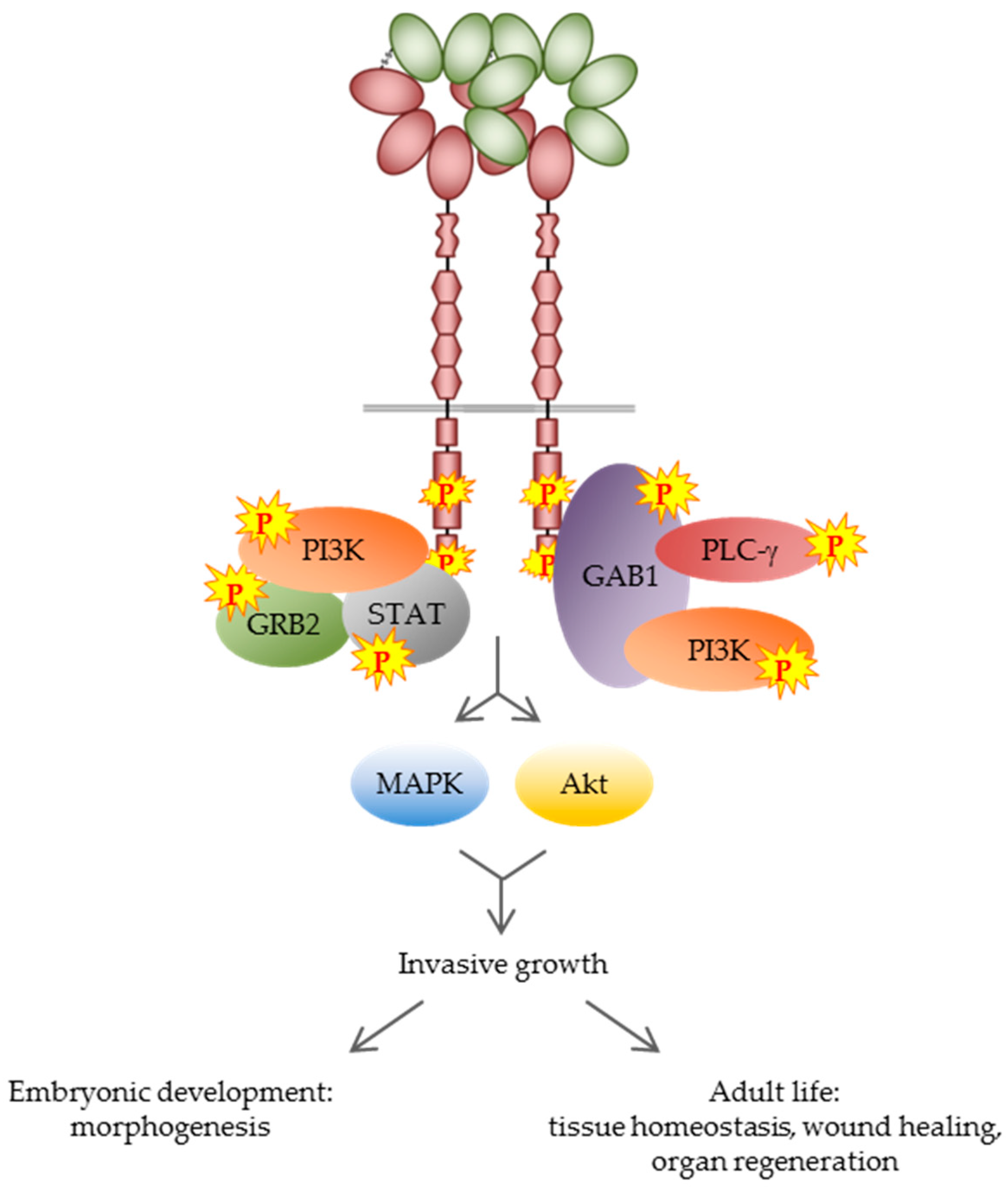 Ijms 19 03920 g002 Ijms 19 03920 g002