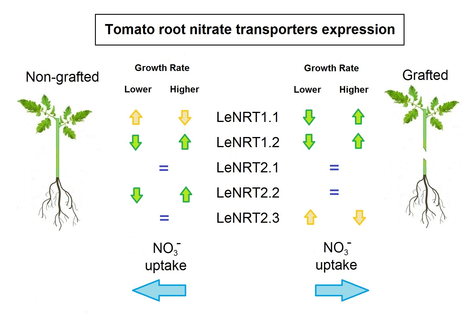 IJMS Free FullText LeNRT1.1 Improves Nitrate Uptake