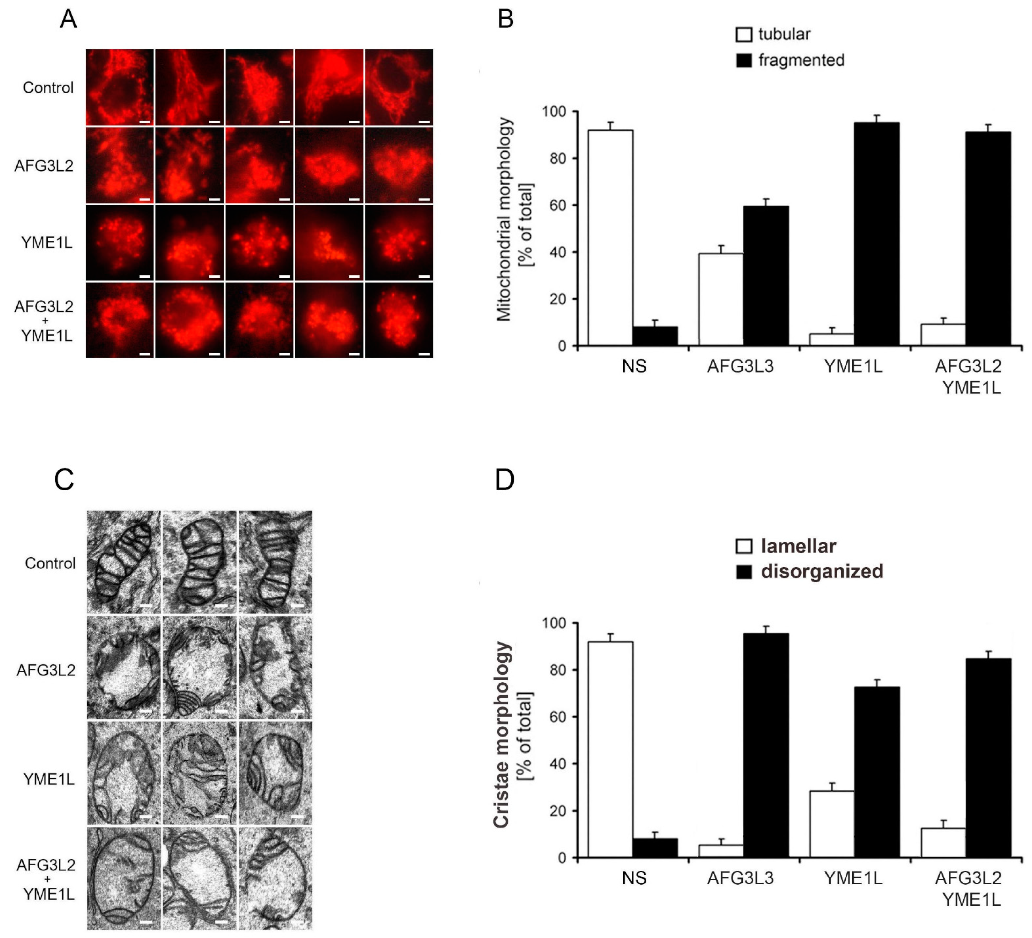 Loss of Mitochondrial AAA Proteases AFG3L2 and YME1L Impairs