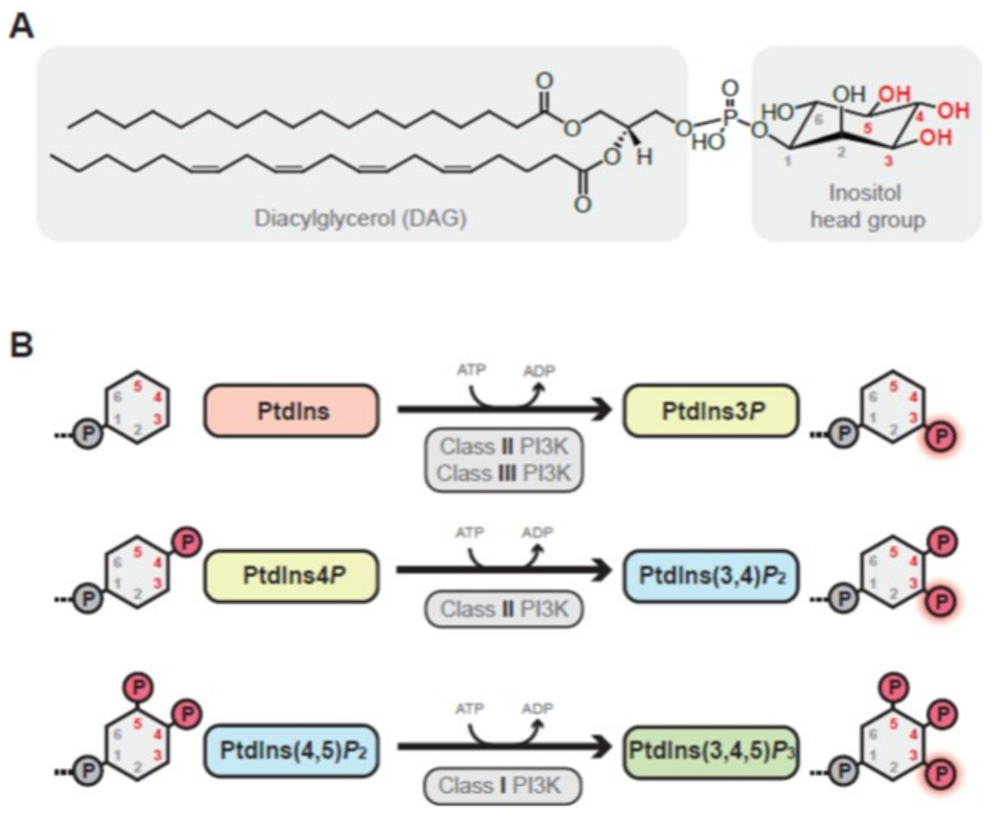 Ijms 19 03931 g001 Ijms 19 03931 g001