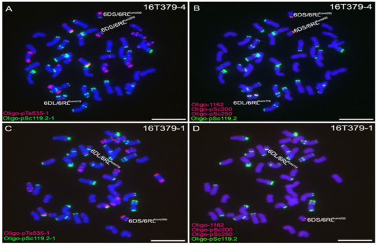 IJMS | Free Full-Text | Using the 6RLKu Minichromosome of Rye 