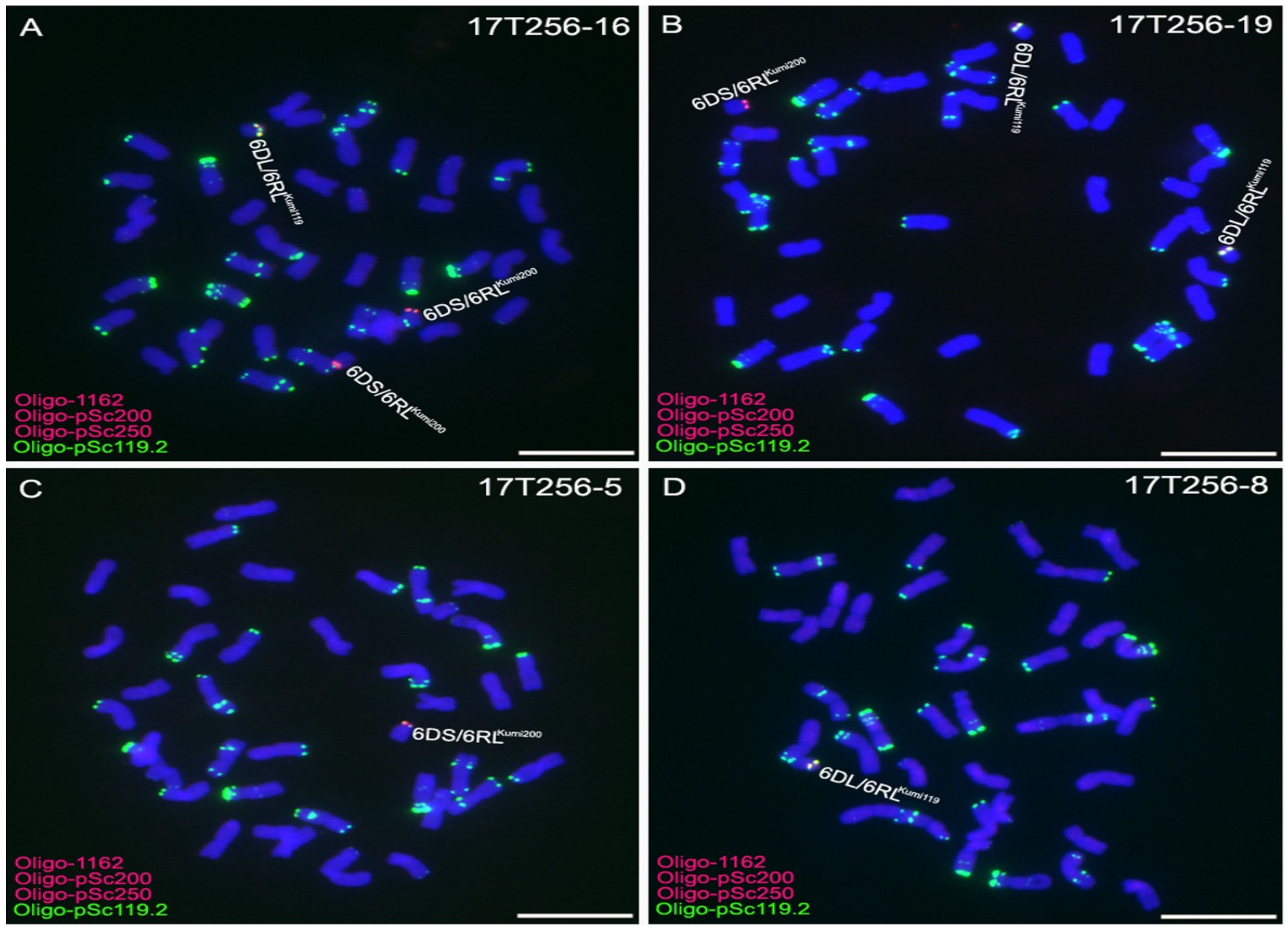 Ijms 19 03933 g003