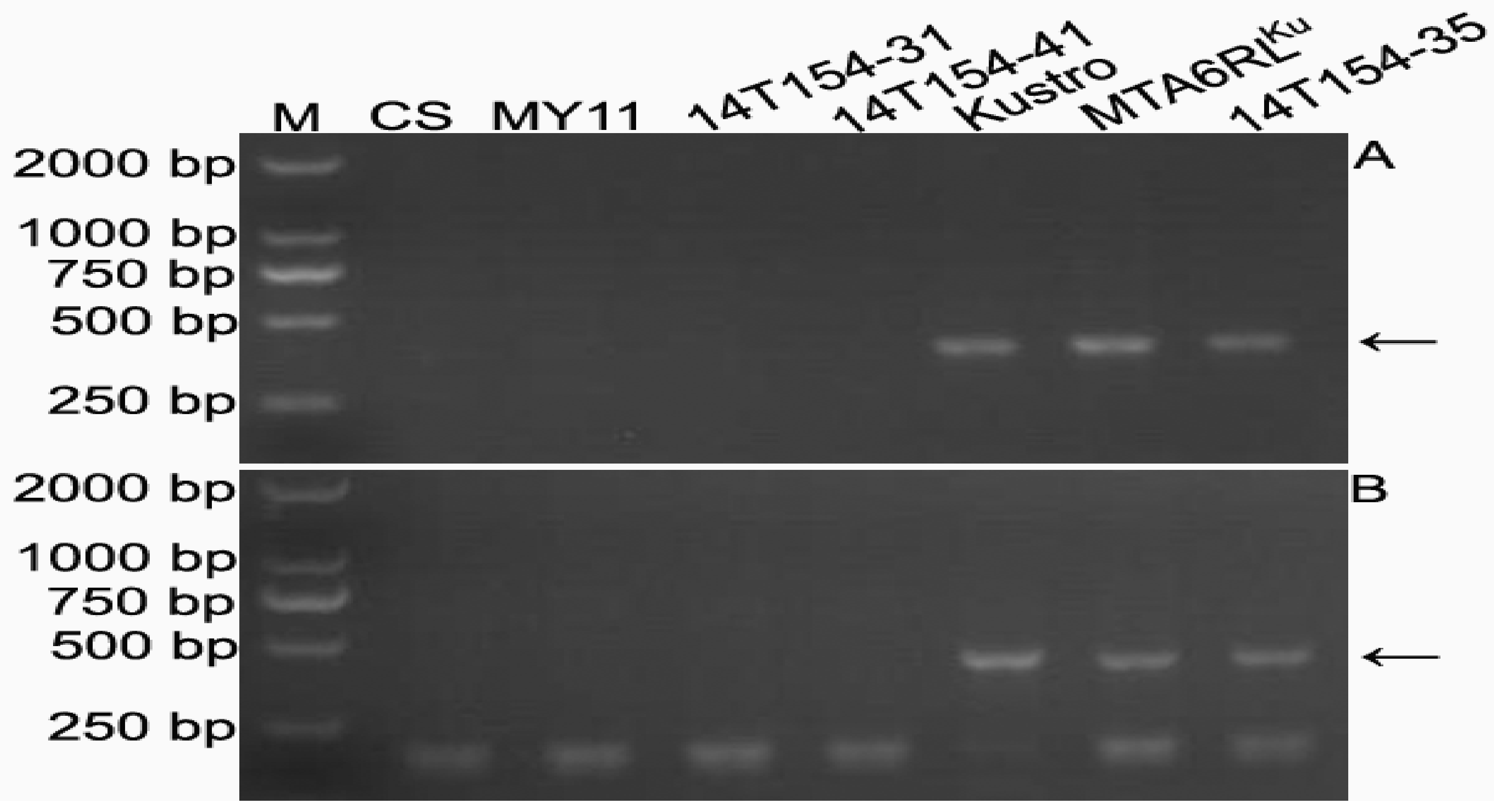 Ijms 19 03933 g004