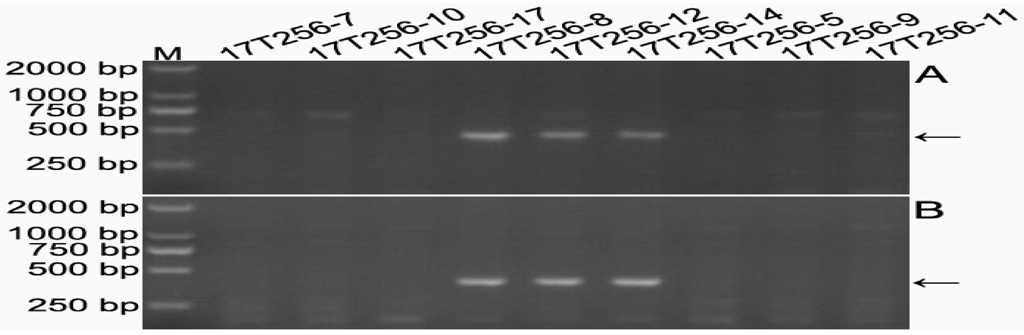 Ijms 19 03933 g005