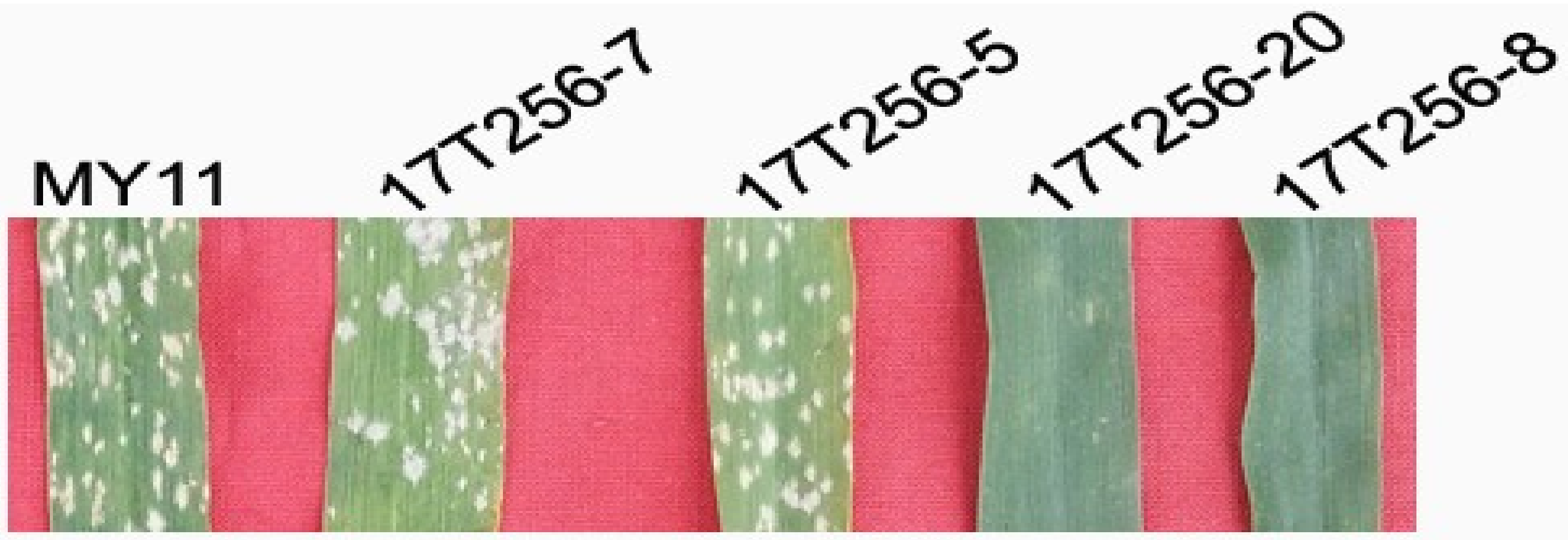 Ijms 19 03933 g006