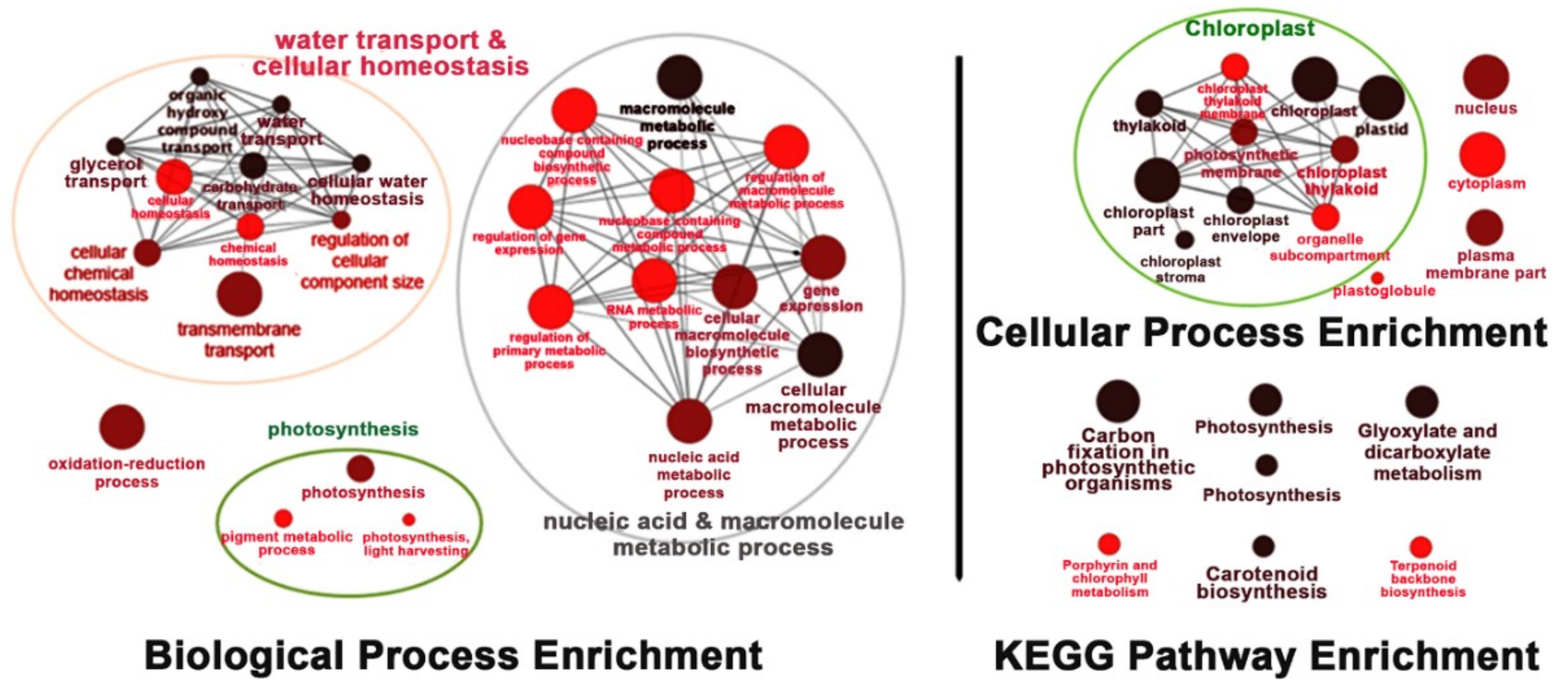 Ijms 19 03936 g008 Ijms 19 03936 g008