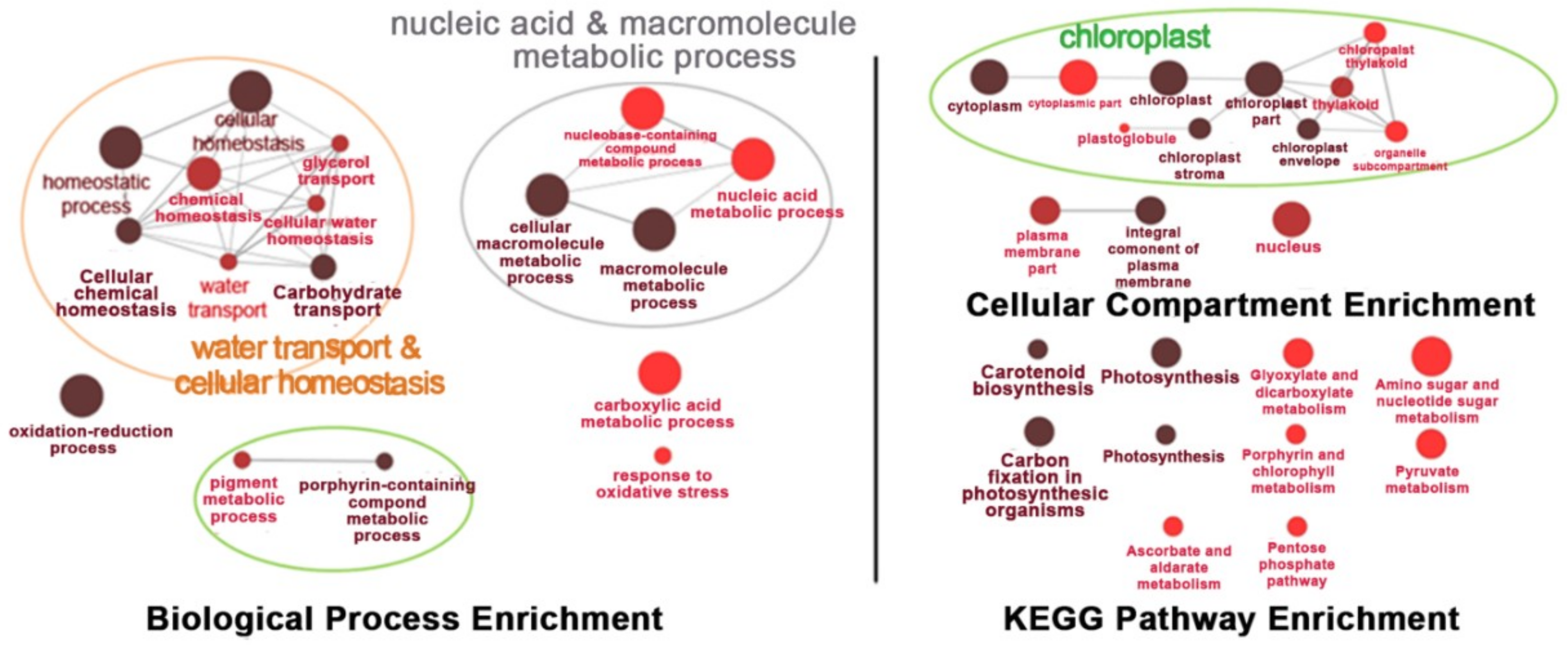 Ijms 19 03936 g009 Ijms 19 03936 g009
