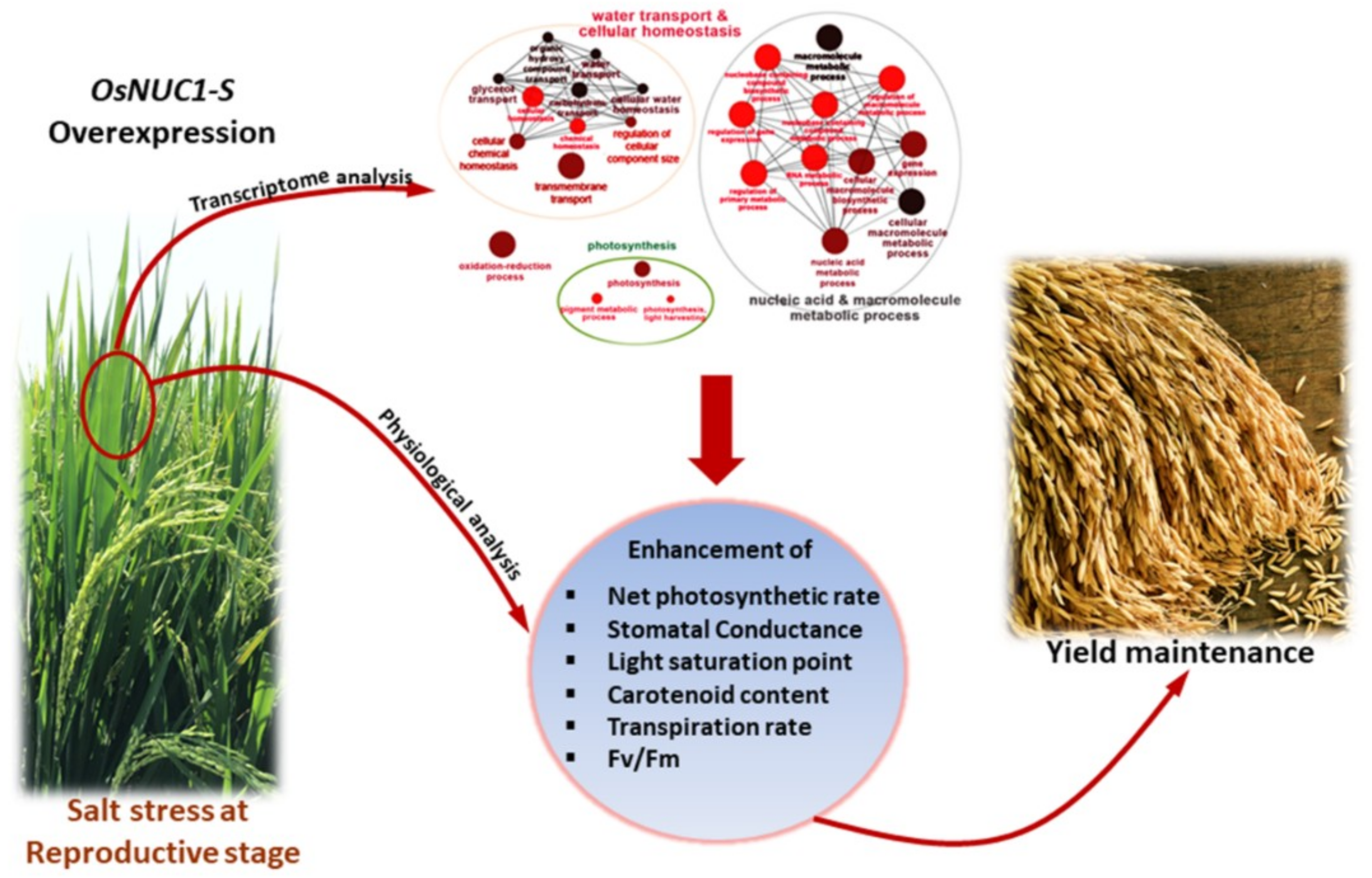 Ijms 19 03936 g011 Ijms 19 03936 g011