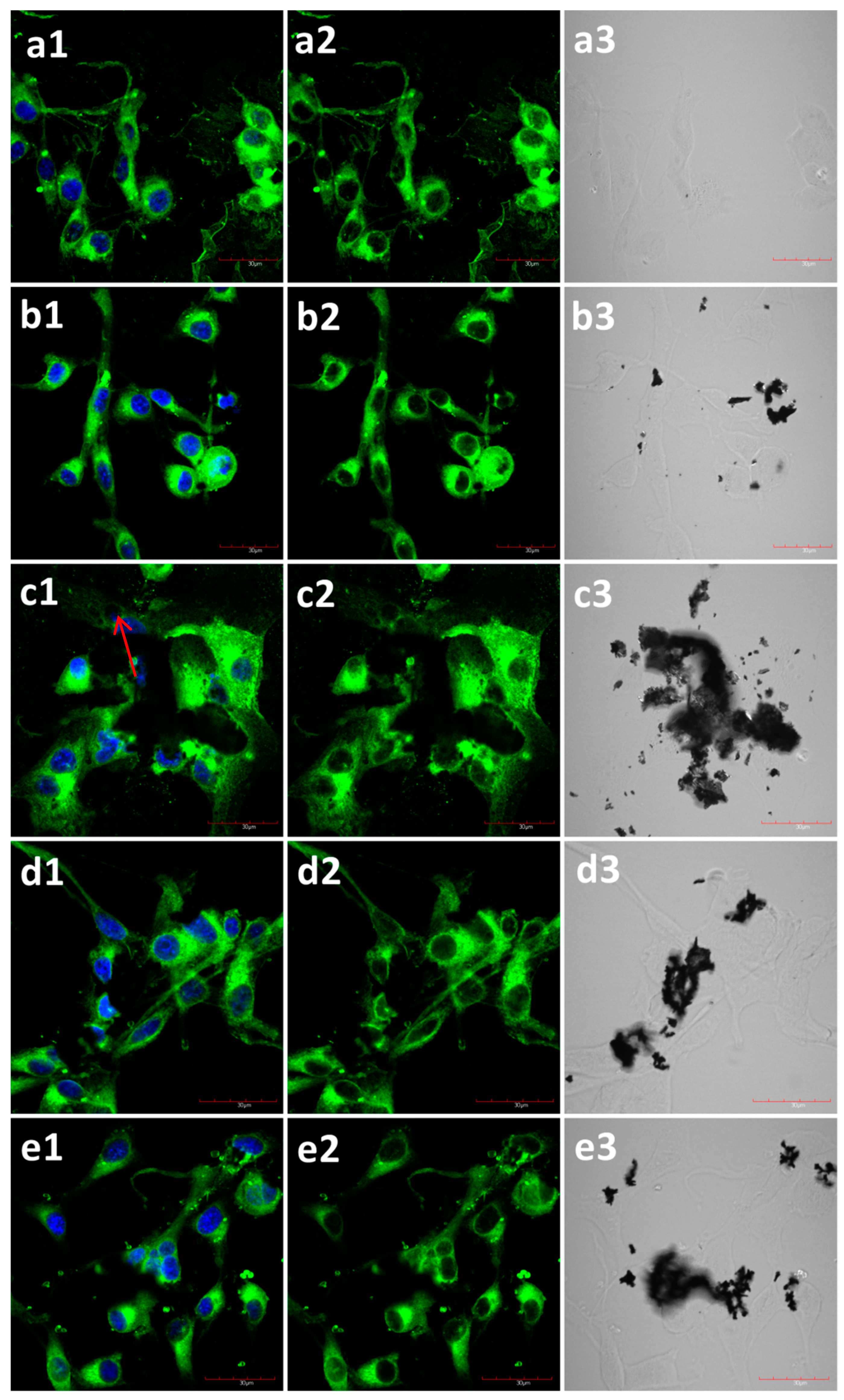 Ijms 19 03939 g004 Ijms 19 03939 g004
