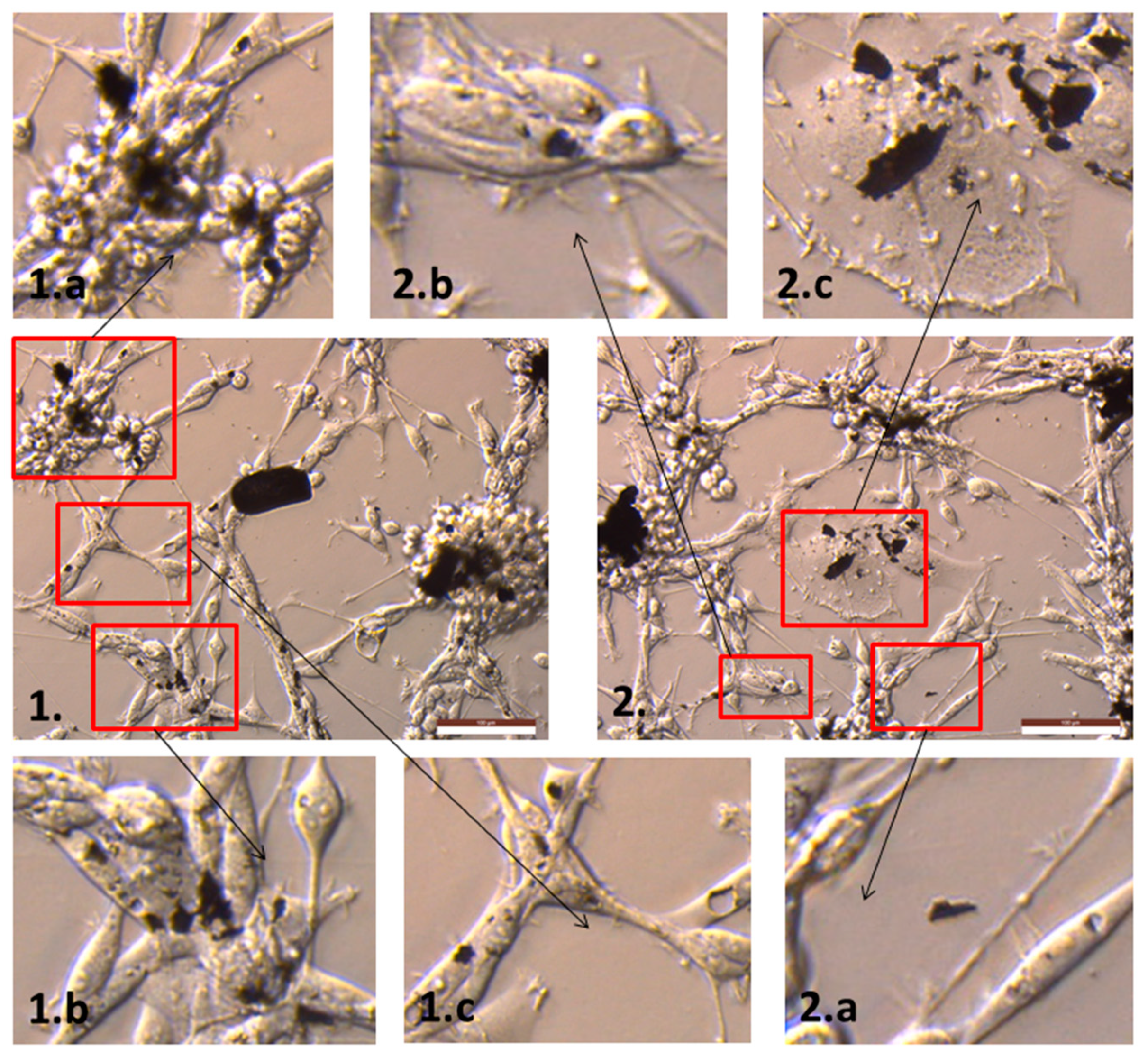 Ijms 19 03939 g0a1 Ijms 19 03939 g0a1