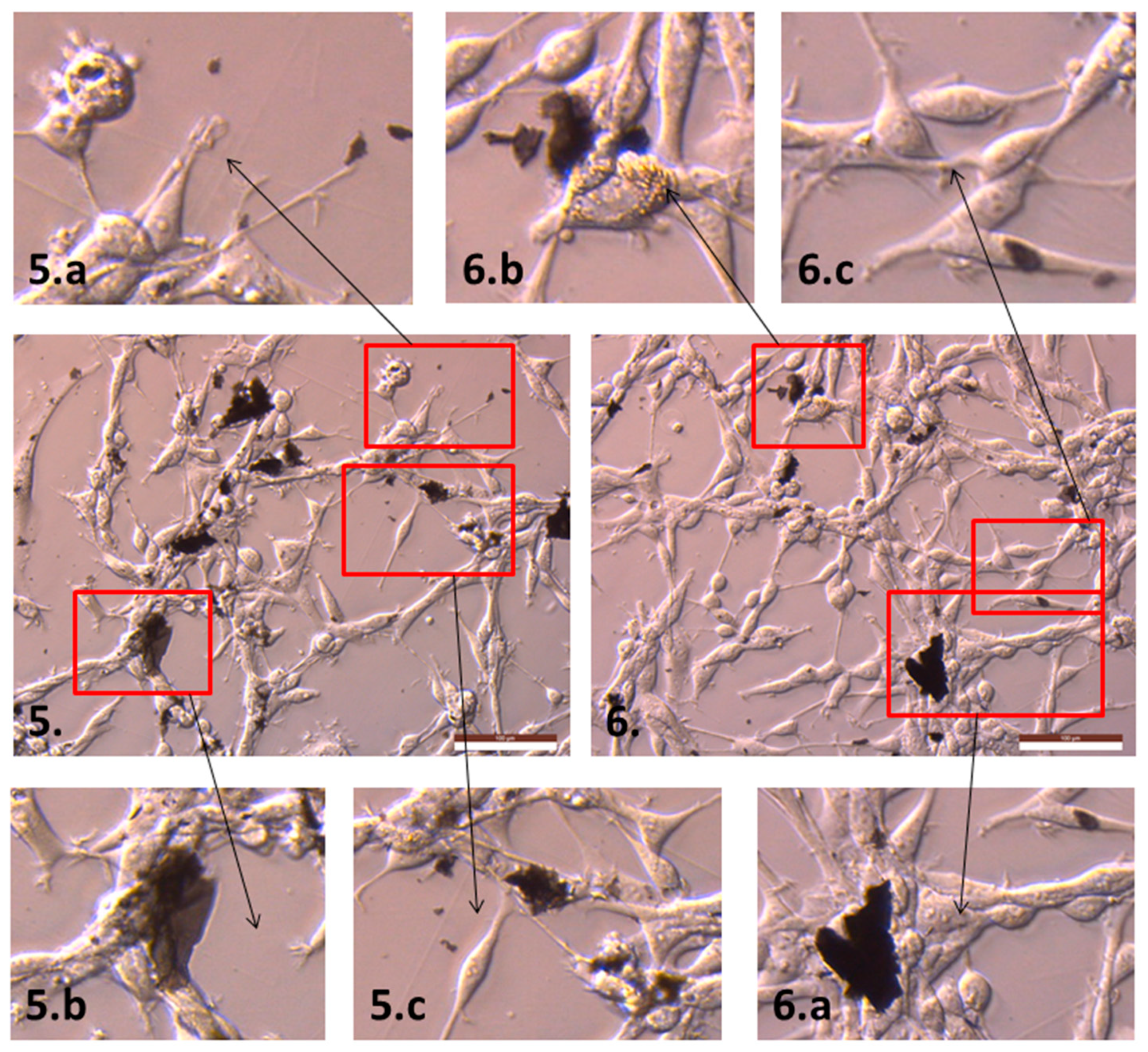 Ijms 19 03939 g0a3 Ijms 19 03939 g0a3