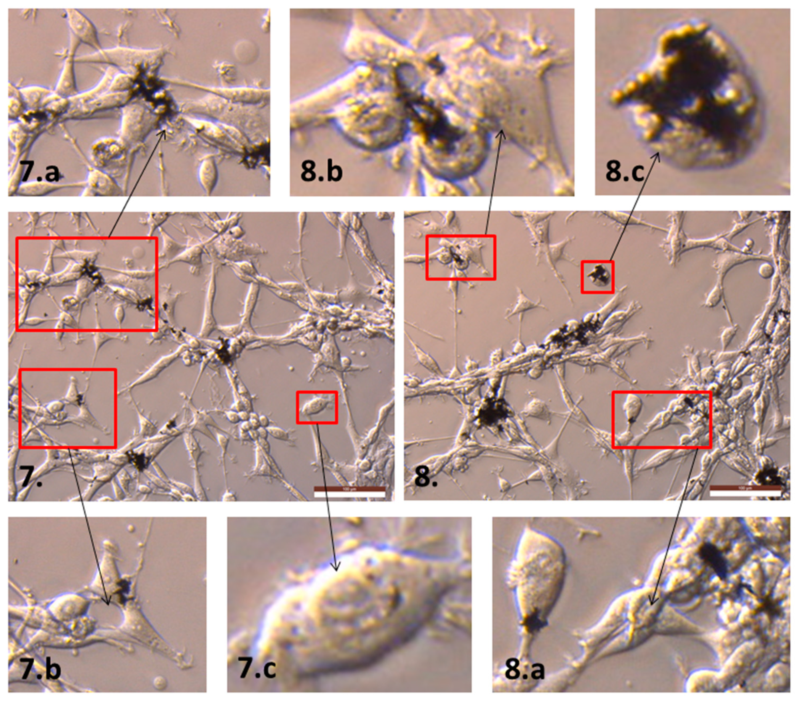 Ijms 19 03939 g0a4 Ijms 19 03939 g0a4