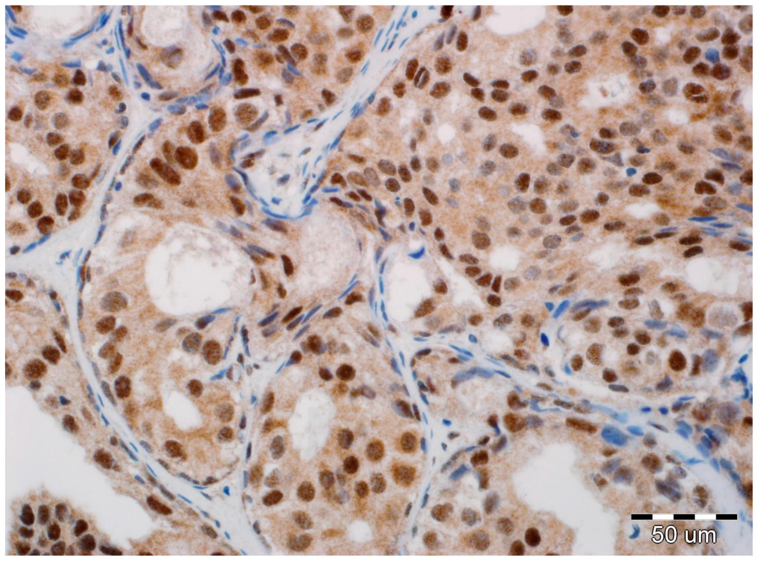 Ijms 19 03941 g002 Ijms 19 03941 g002