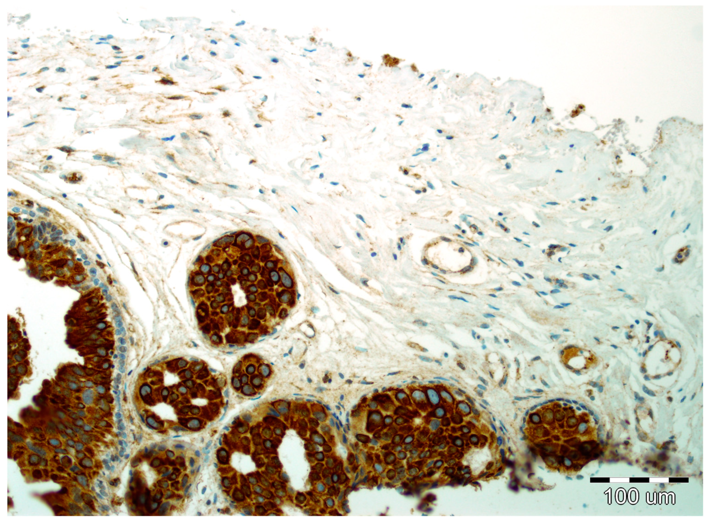 Ijms 19 03941 g004 Ijms 19 03941 g004