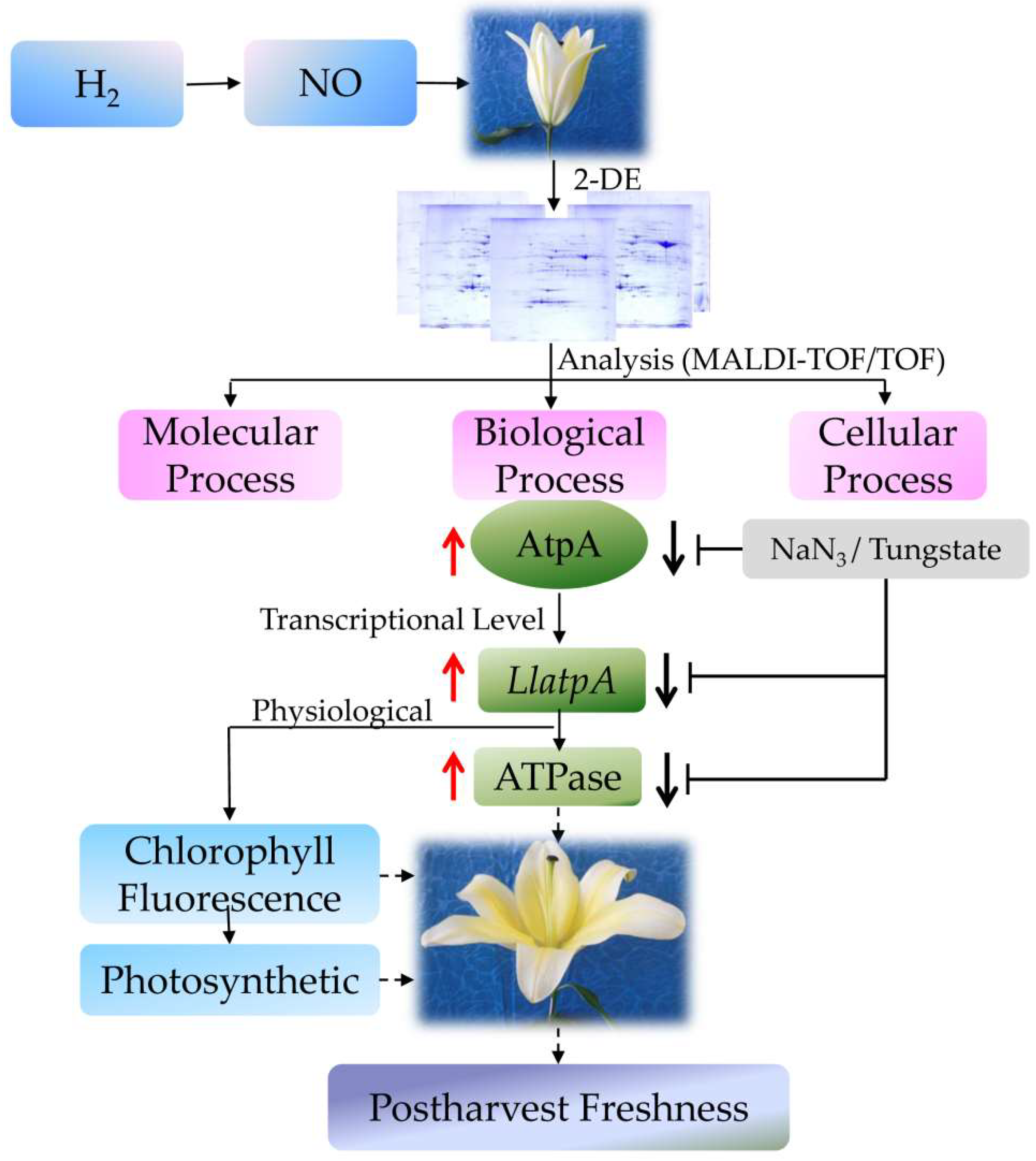 Ijms 19 03955 g008 Ijms 19 03955 g008