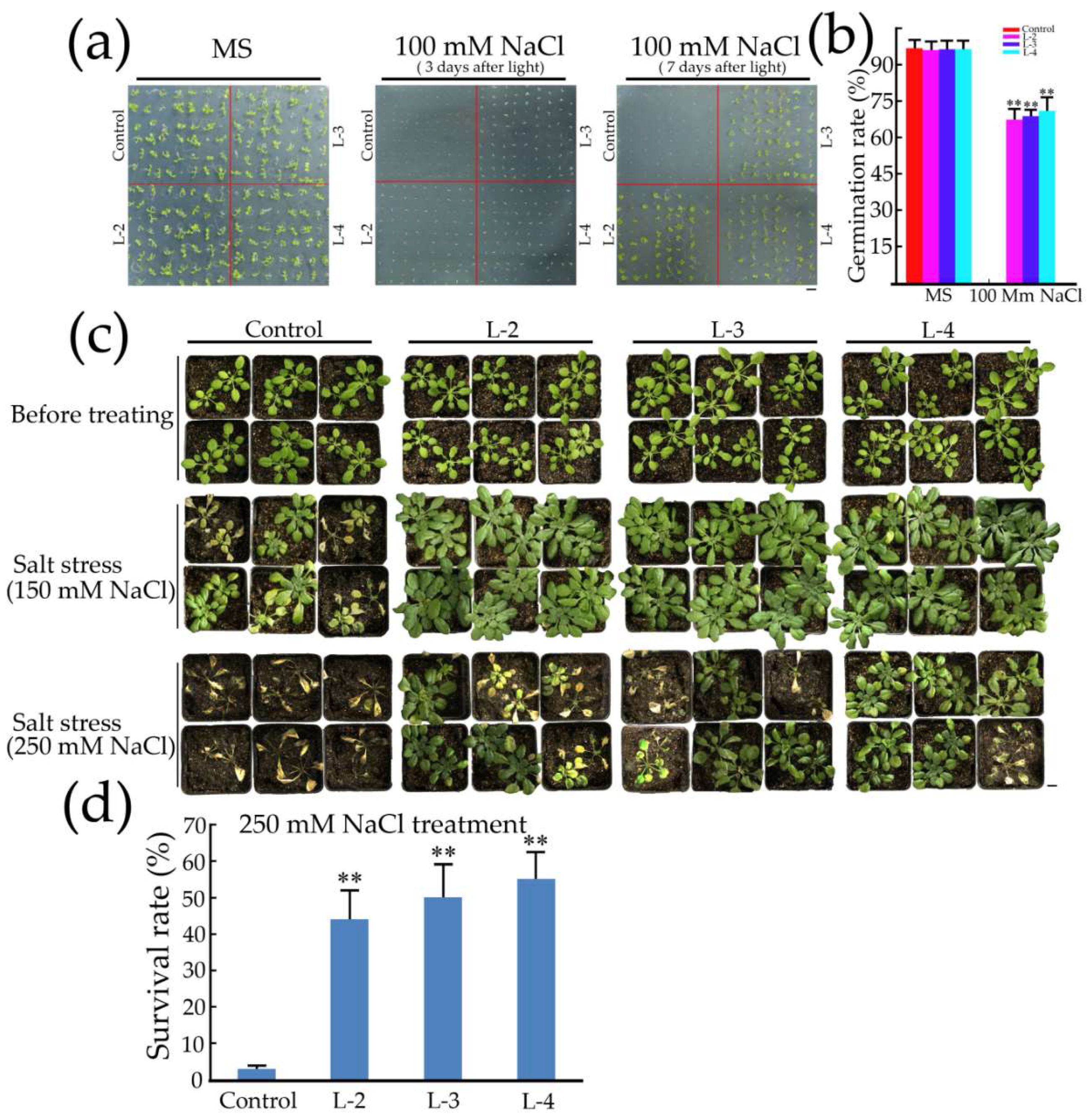 Overexpression of the Wild Soybean R2R3-MYB Transcription