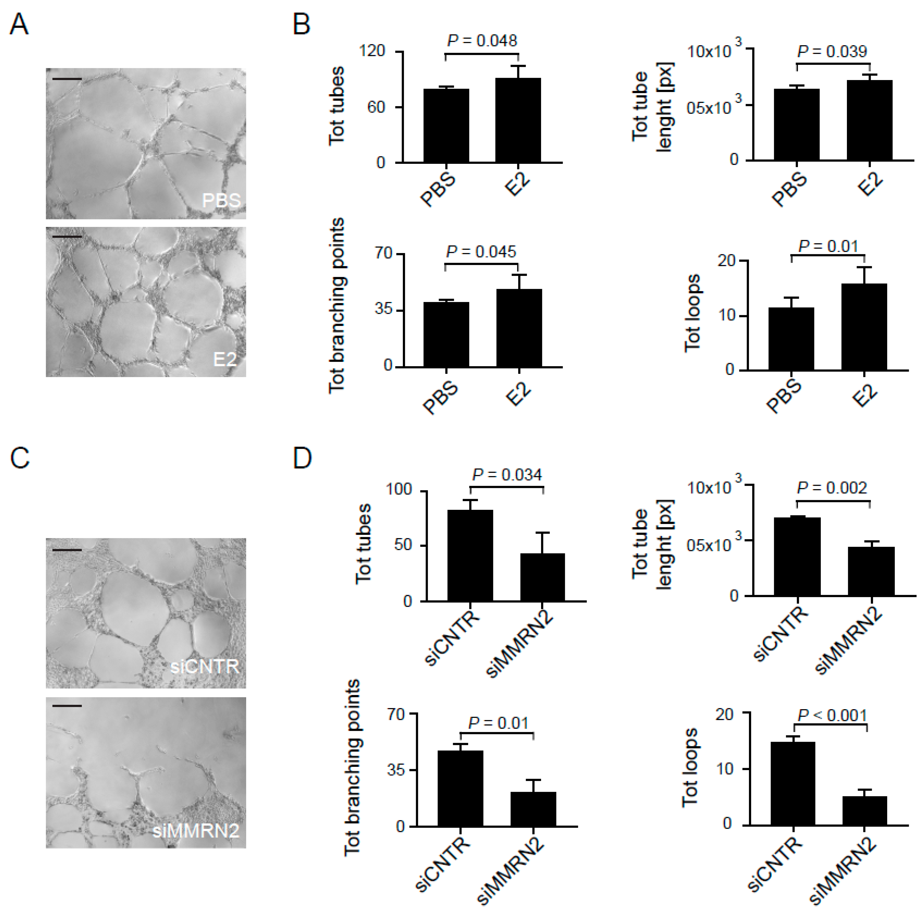 Formode romantisk scaring IJMS | Free Full-Text | Loss of Multimerin-2 and EMILIN-2 Expression in  Gastric Cancer Associate with Altered Angiogenesis | HTML