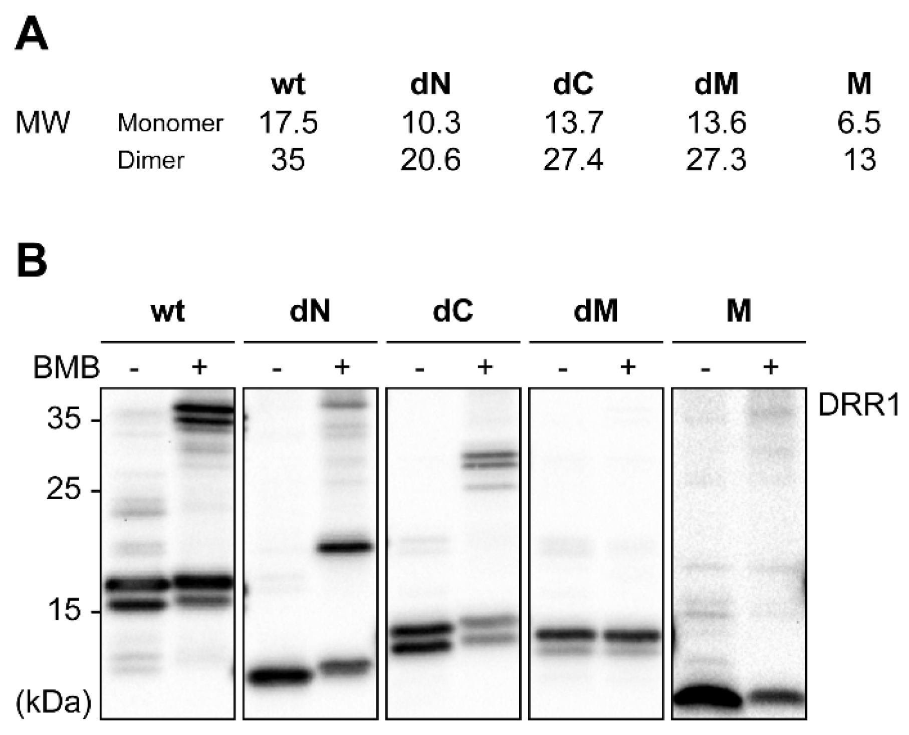 Ijms 19 03993 g0a1