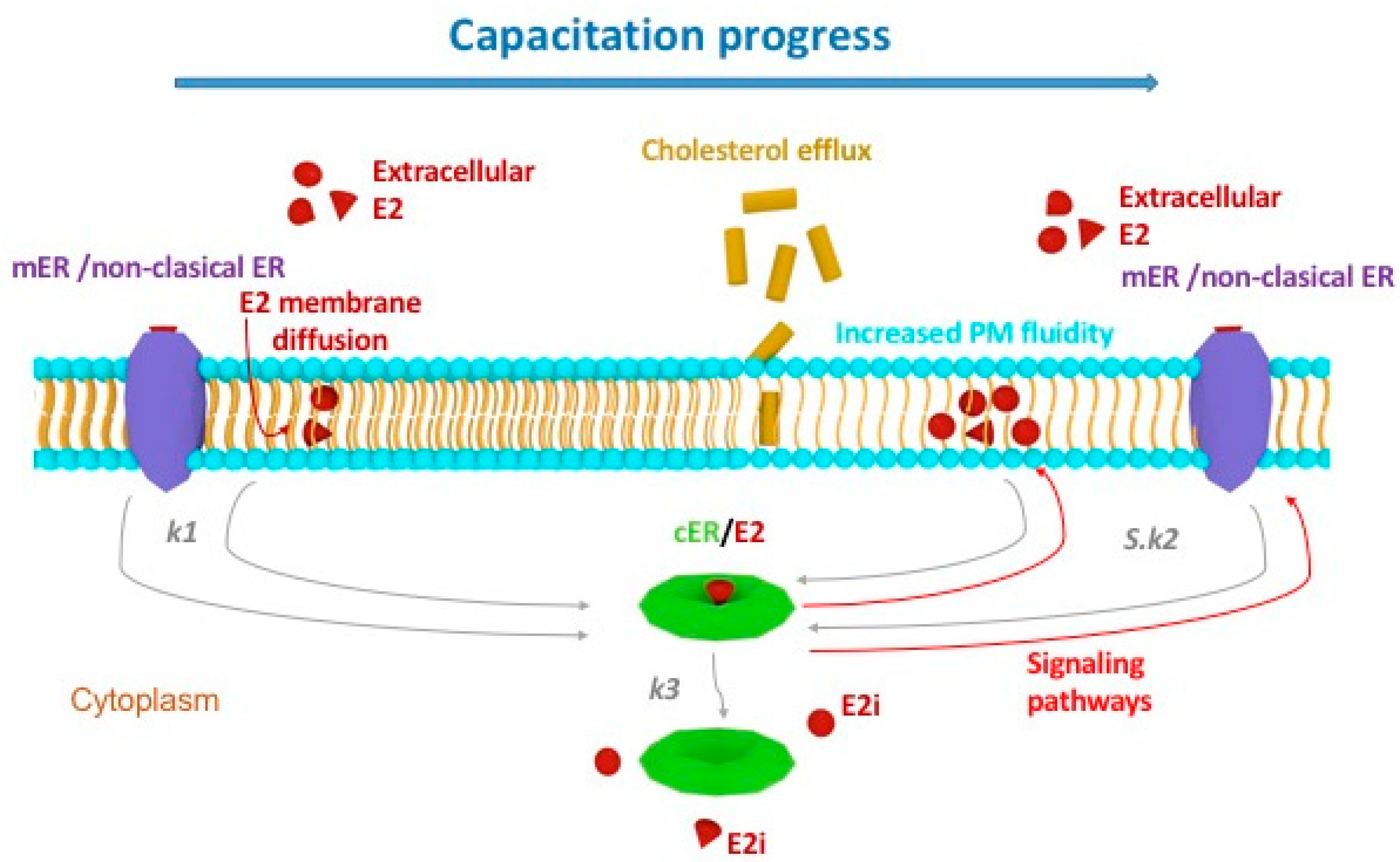 Ijms 19 04011 g008 Ijms 19 04011 g008