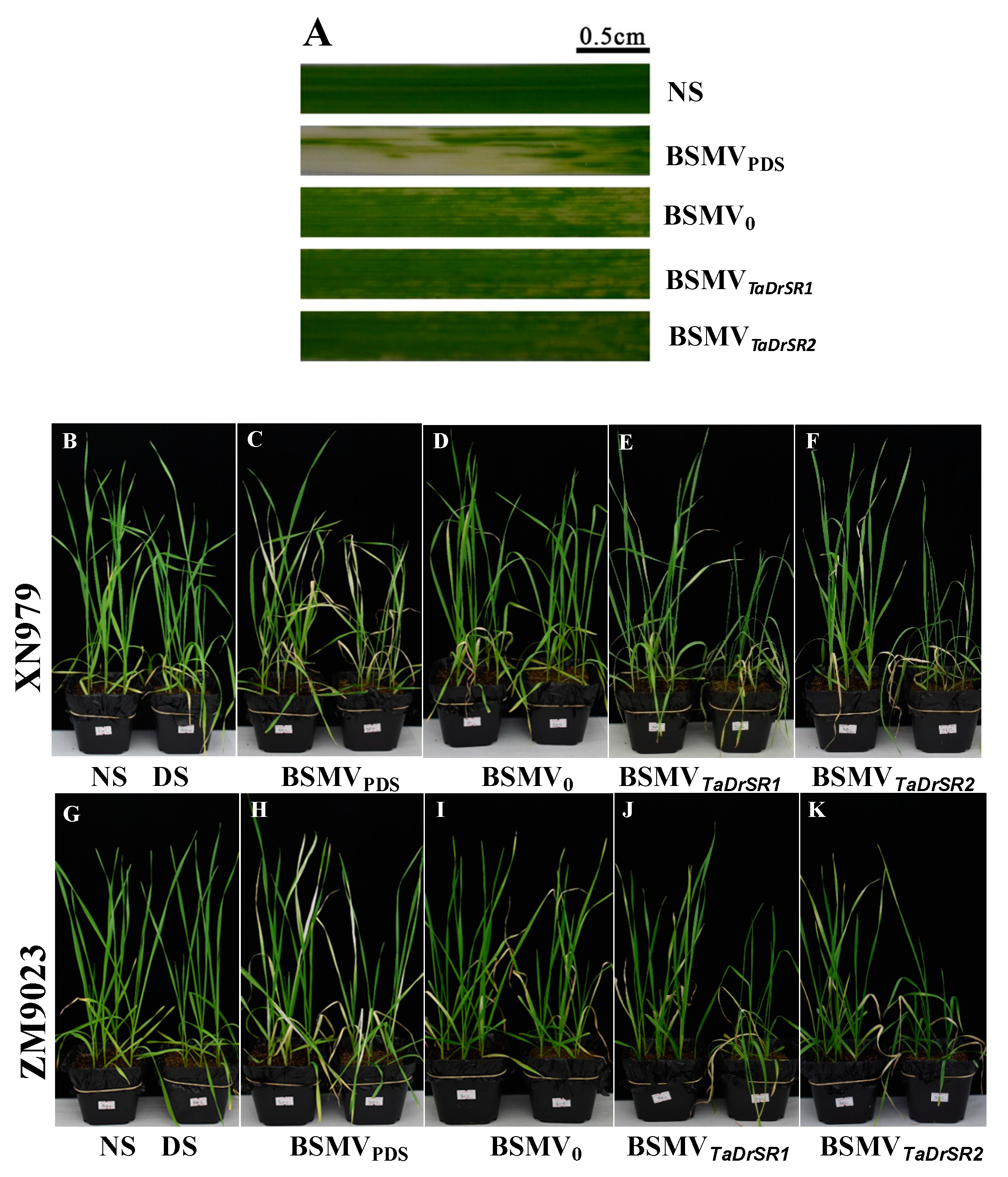 Ijms 19 04020 g005 Ijms 19 04020 g005