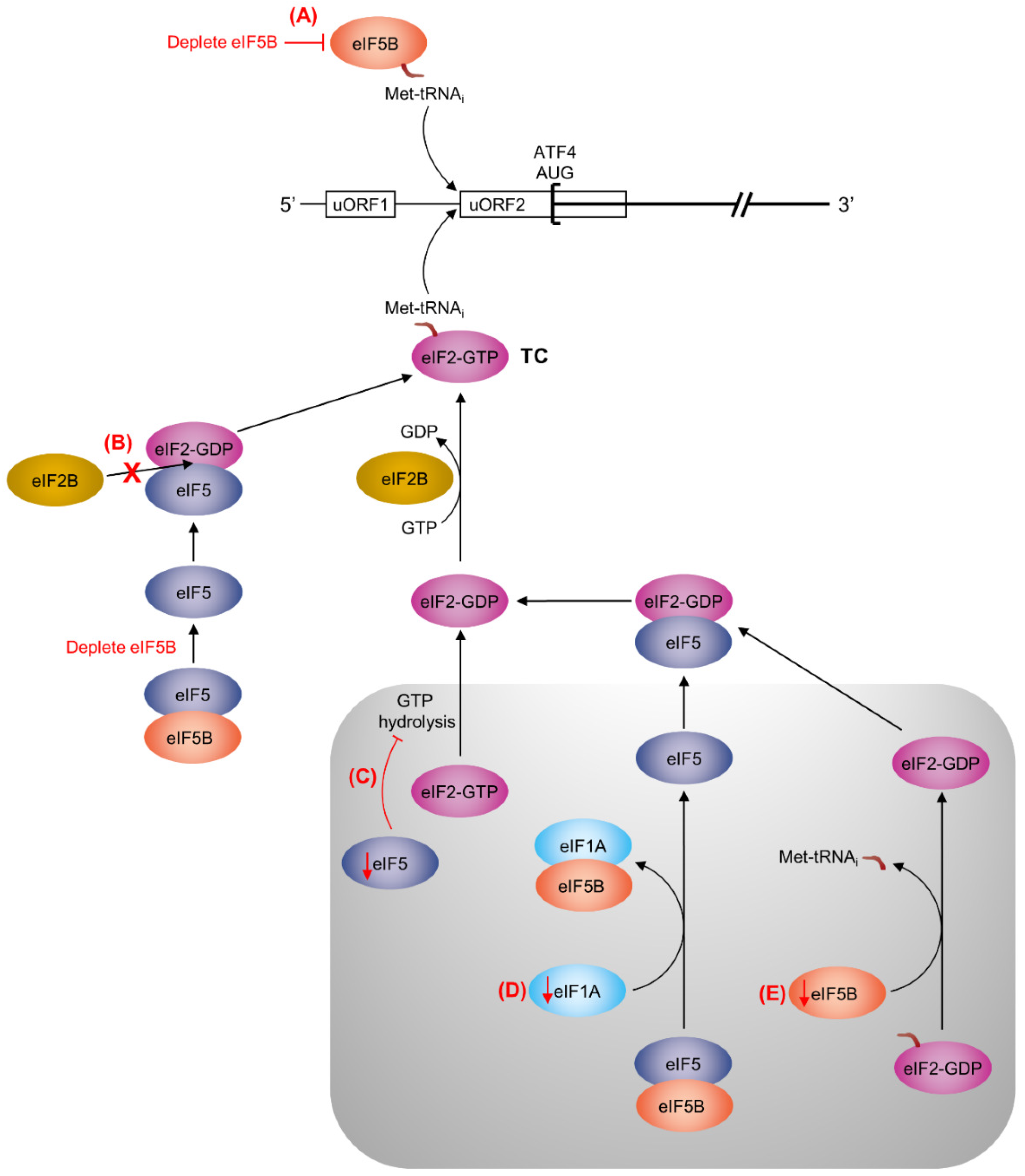 Ijms 19 04032 g005 Ijms 19 04032 g005
