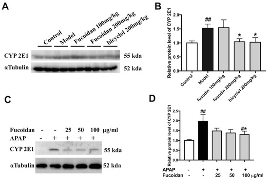 Fucoidan Alleviates Acetaminophen-Induced Hepatotoxicity via