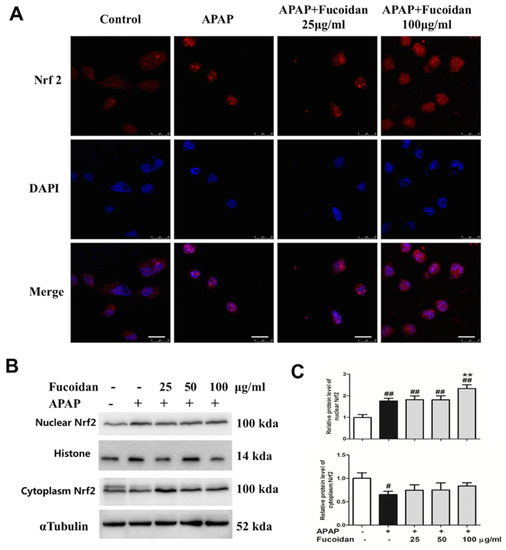 【。。。 】Order Page Fucoidan Alleviates Acetaminophen-Induced Hepatotoxicity via