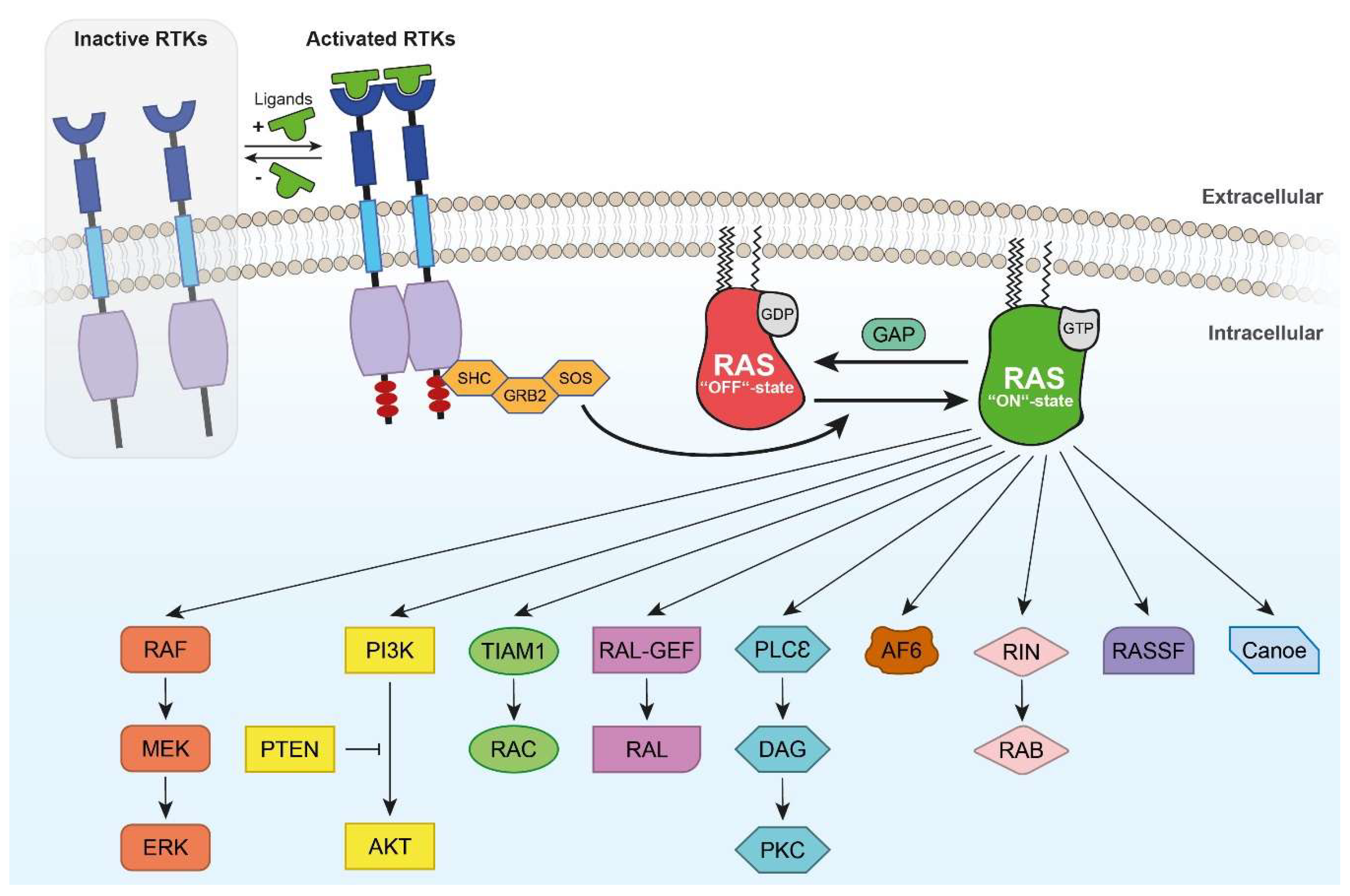 IJMS Free FullText Perspectives of RAS and RHEB GTPase Signaling