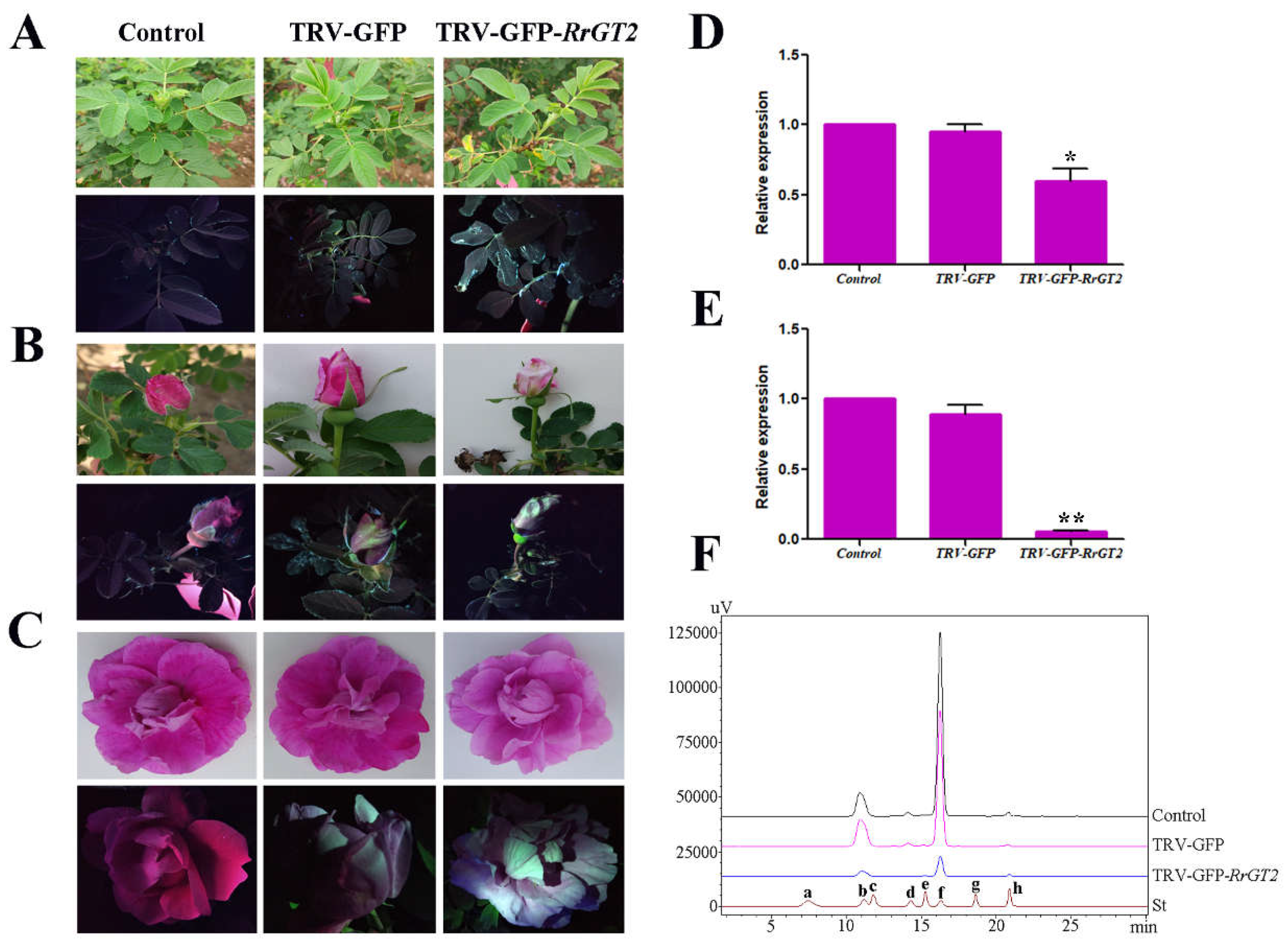 Ijms 19 04057 g004 Ijms 19 04057 g004