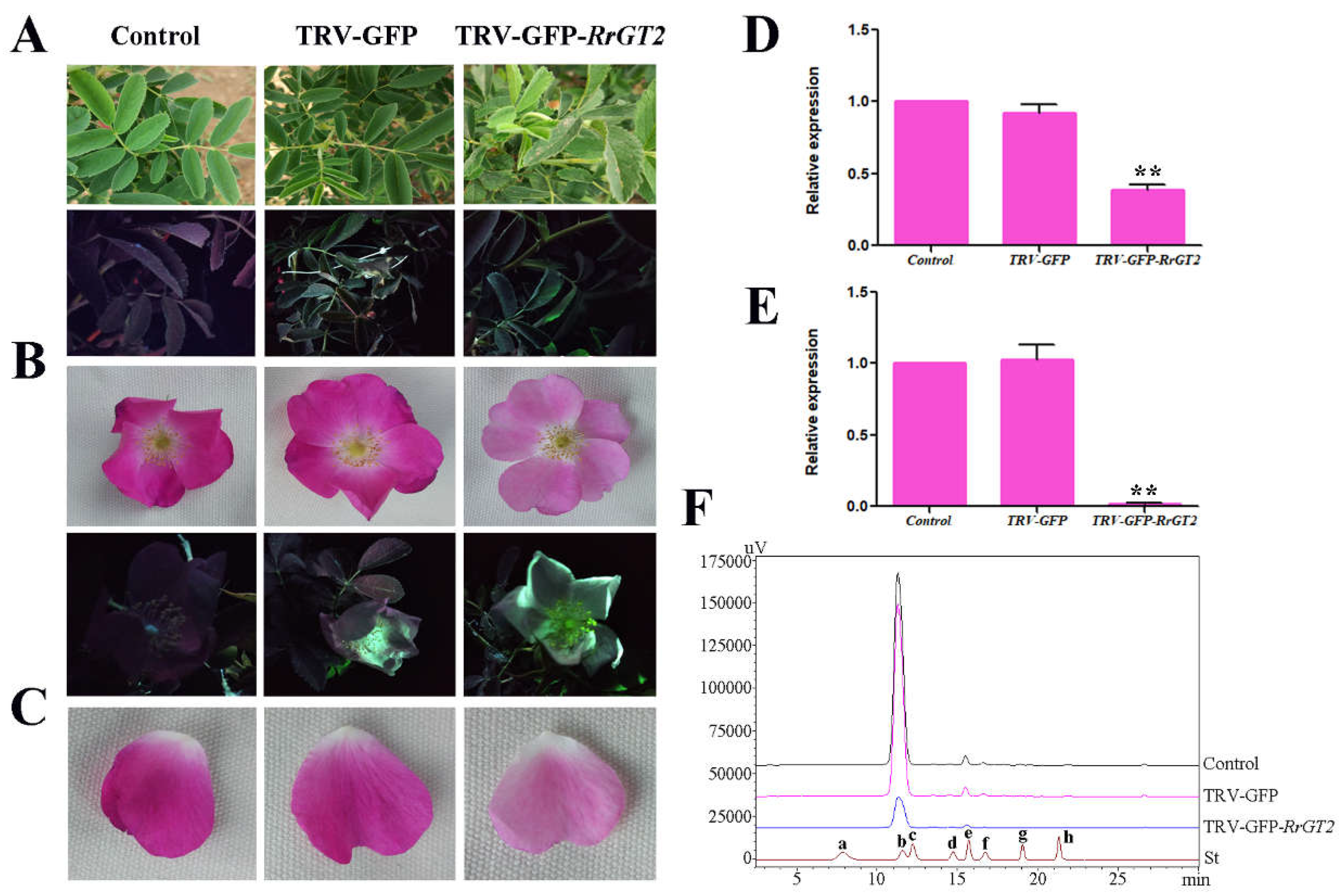 Ijms 19 04057 g005 Ijms 19 04057 g005