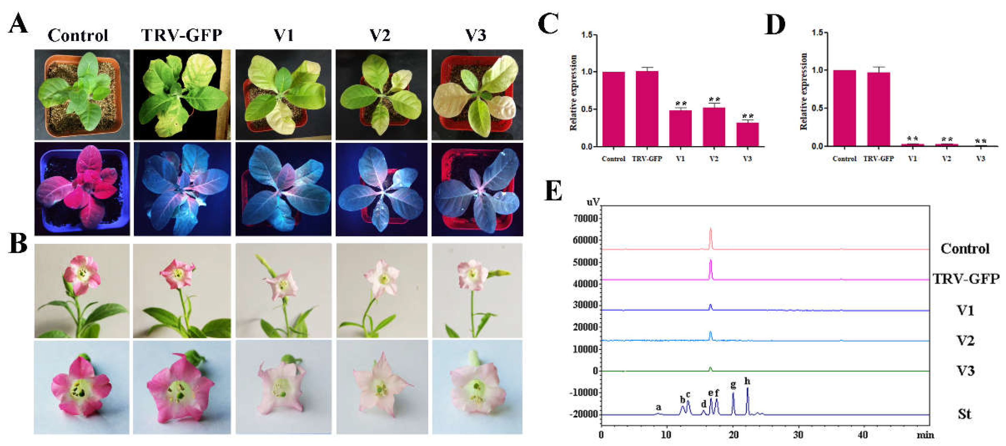 Ijms 19 04057 g010 Ijms 19 04057 g010