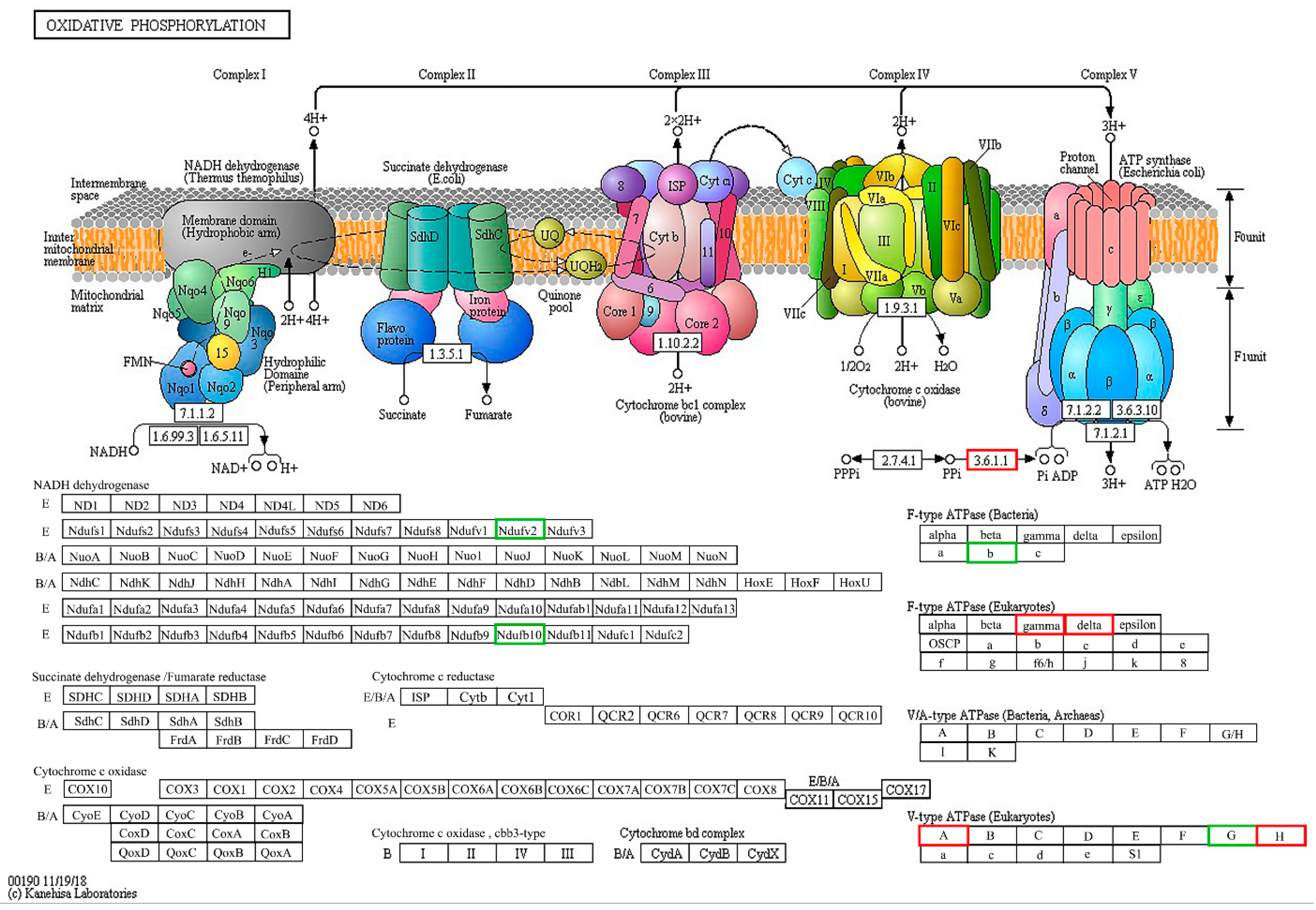 Ijms 19 04065 g008 Ijms 19 04065 g008