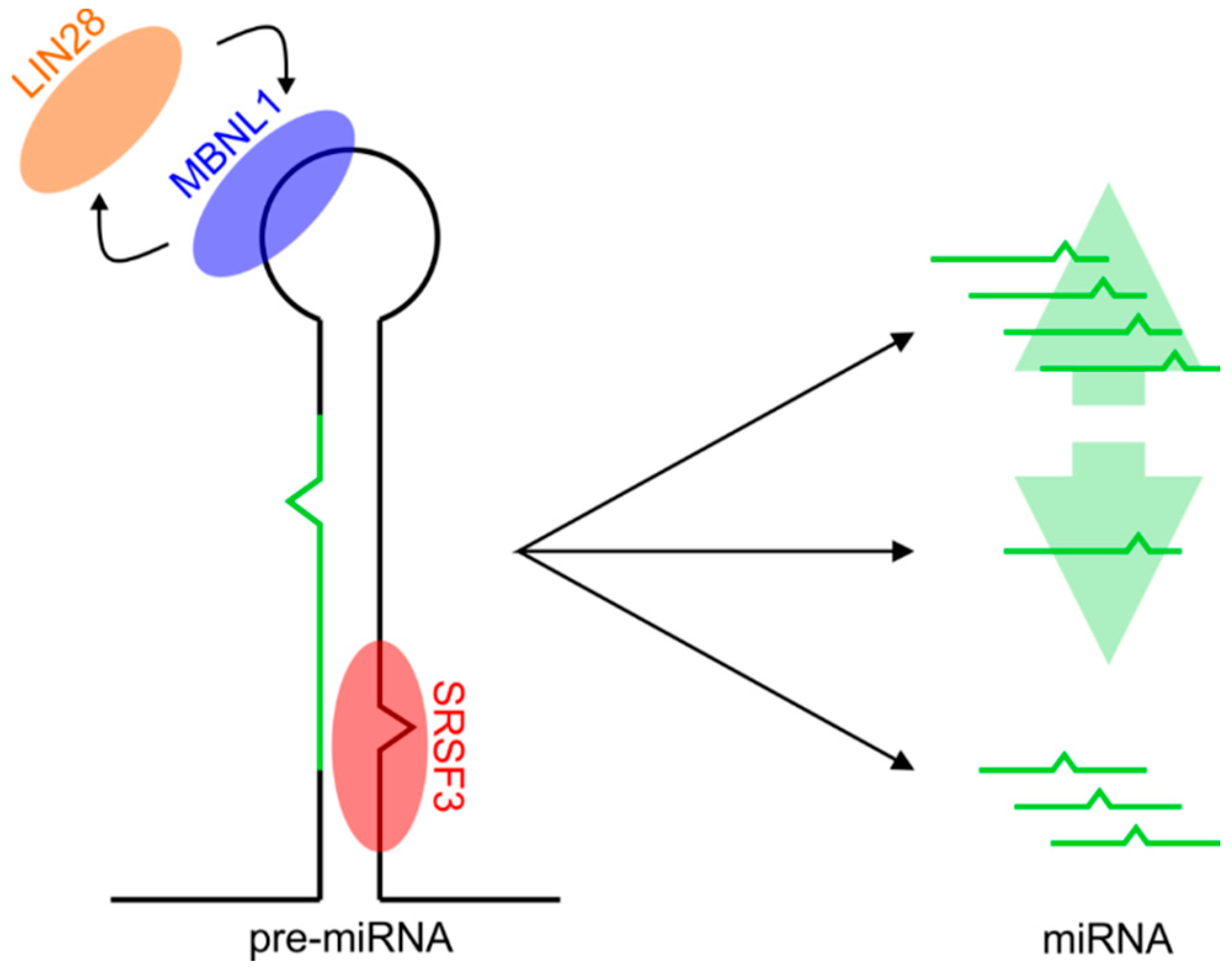 Ijms 19 04075 g001 Ijms 19 04075 g001