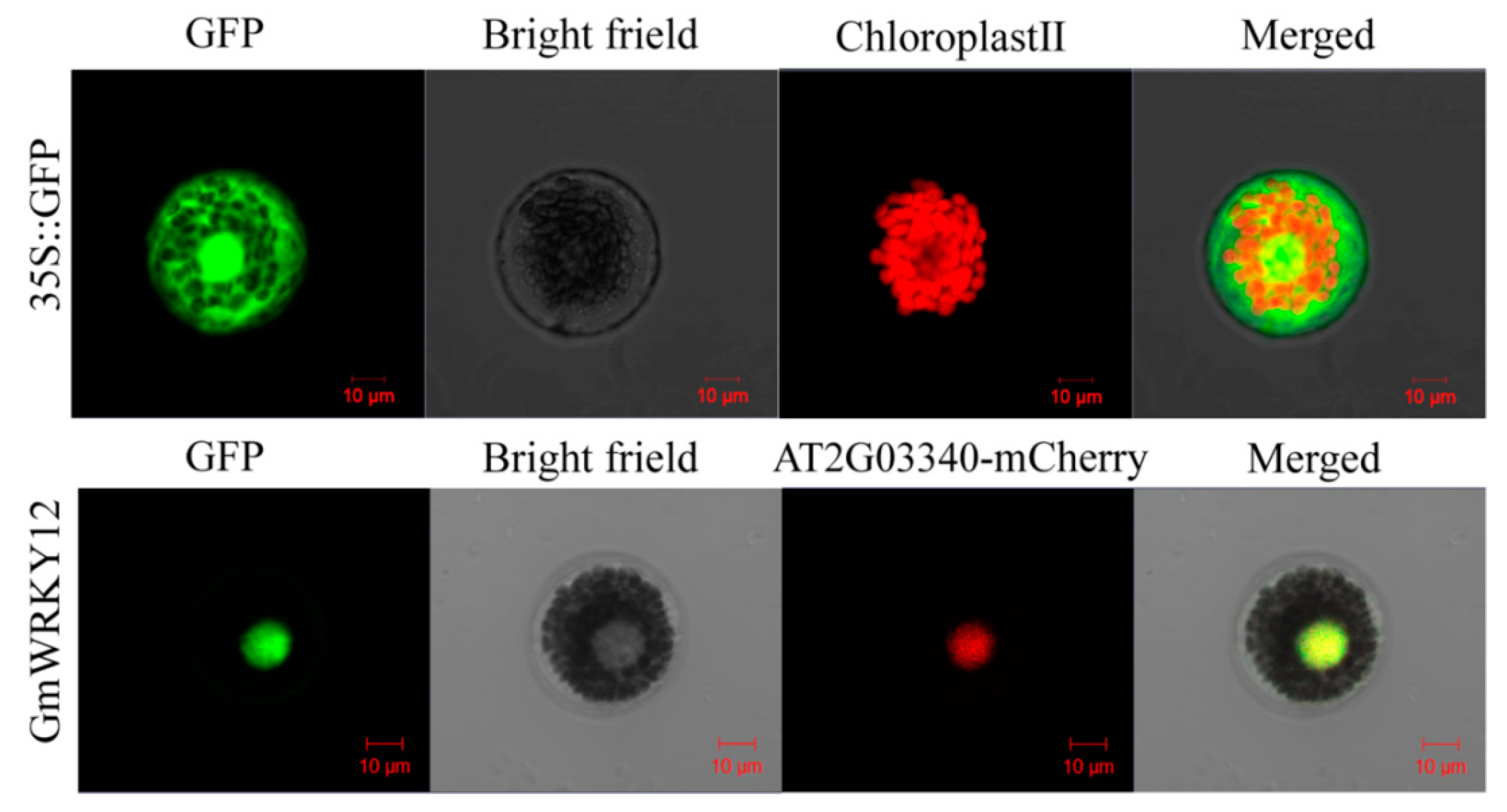 Ijms 19 04087 g006 Ijms 19 04087 g006