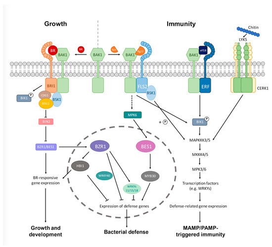 Brassinosteroids: Methods and Protocols