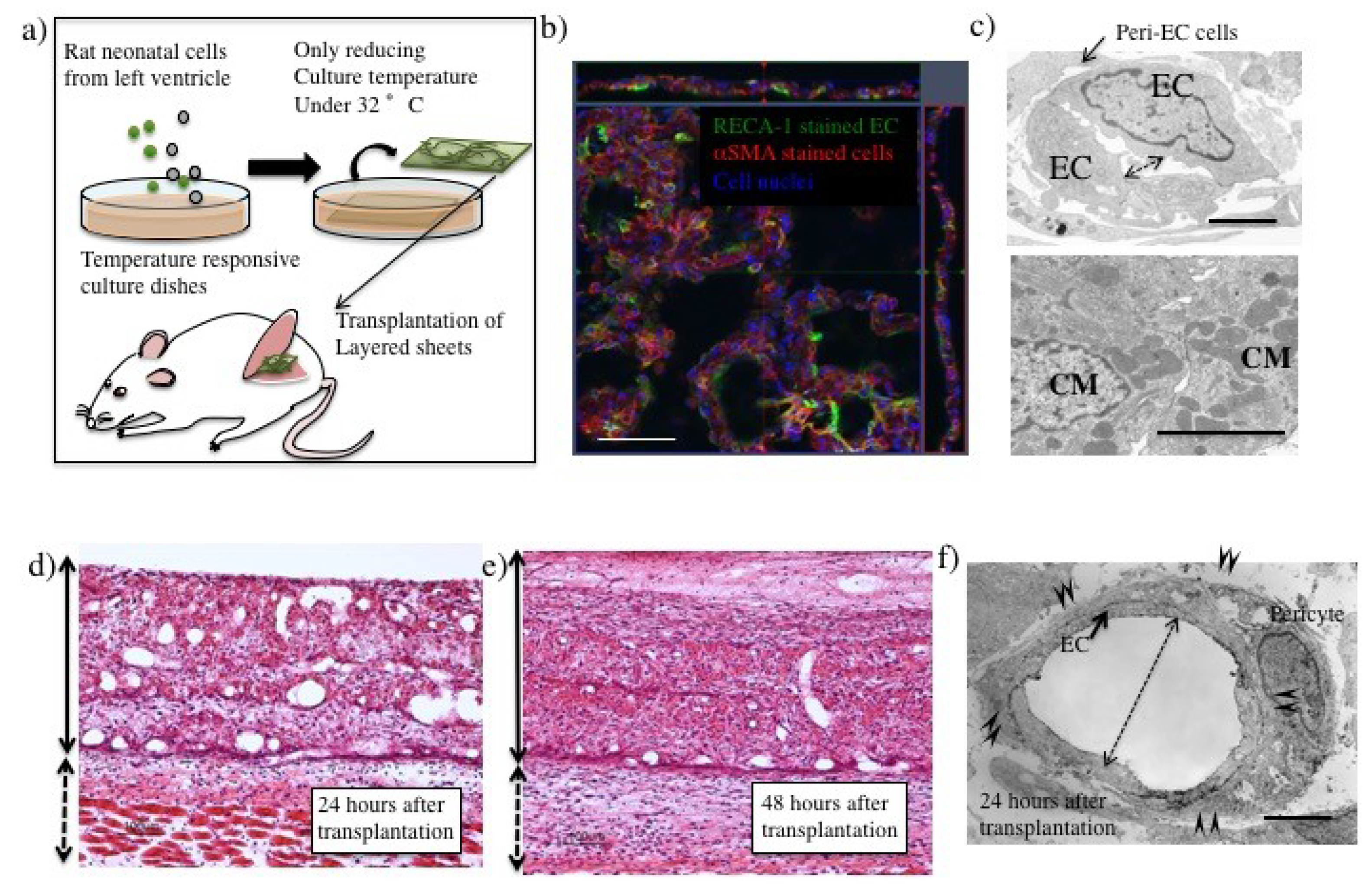 Ijms 19 04102 g002 Ijms 19 04102 g002