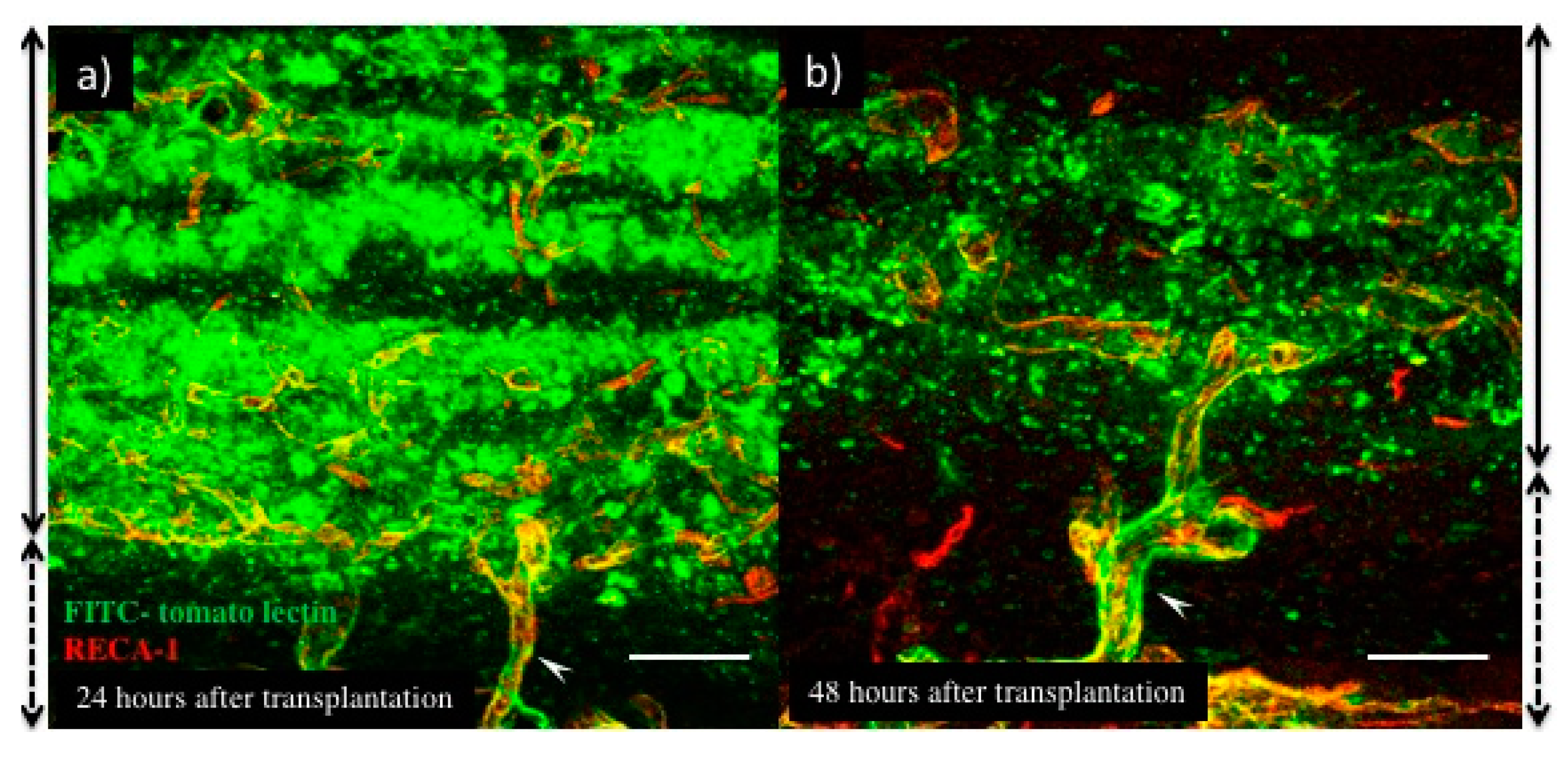 Ijms 19 04102 g003 Ijms 19 04102 g003