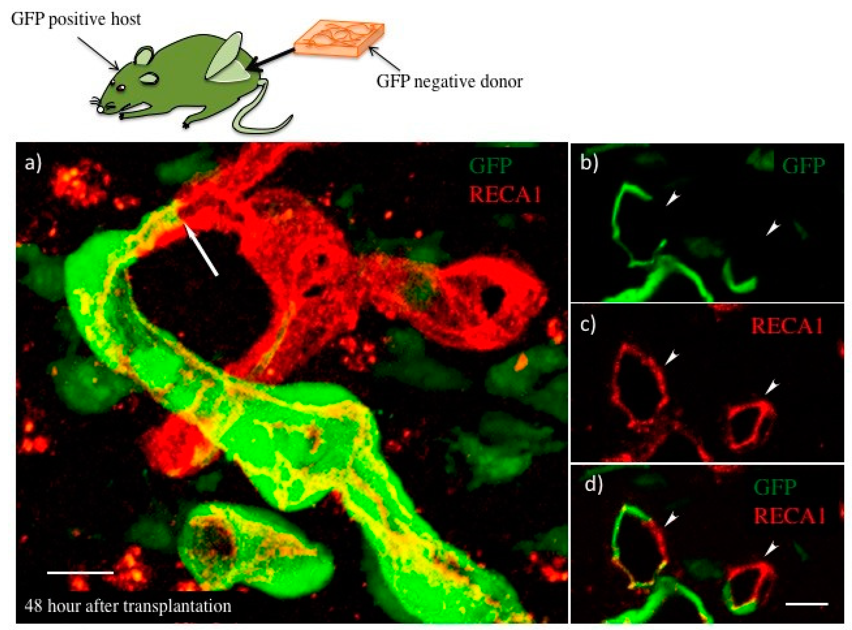 Ijms 19 04102 g004 Ijms 19 04102 g004