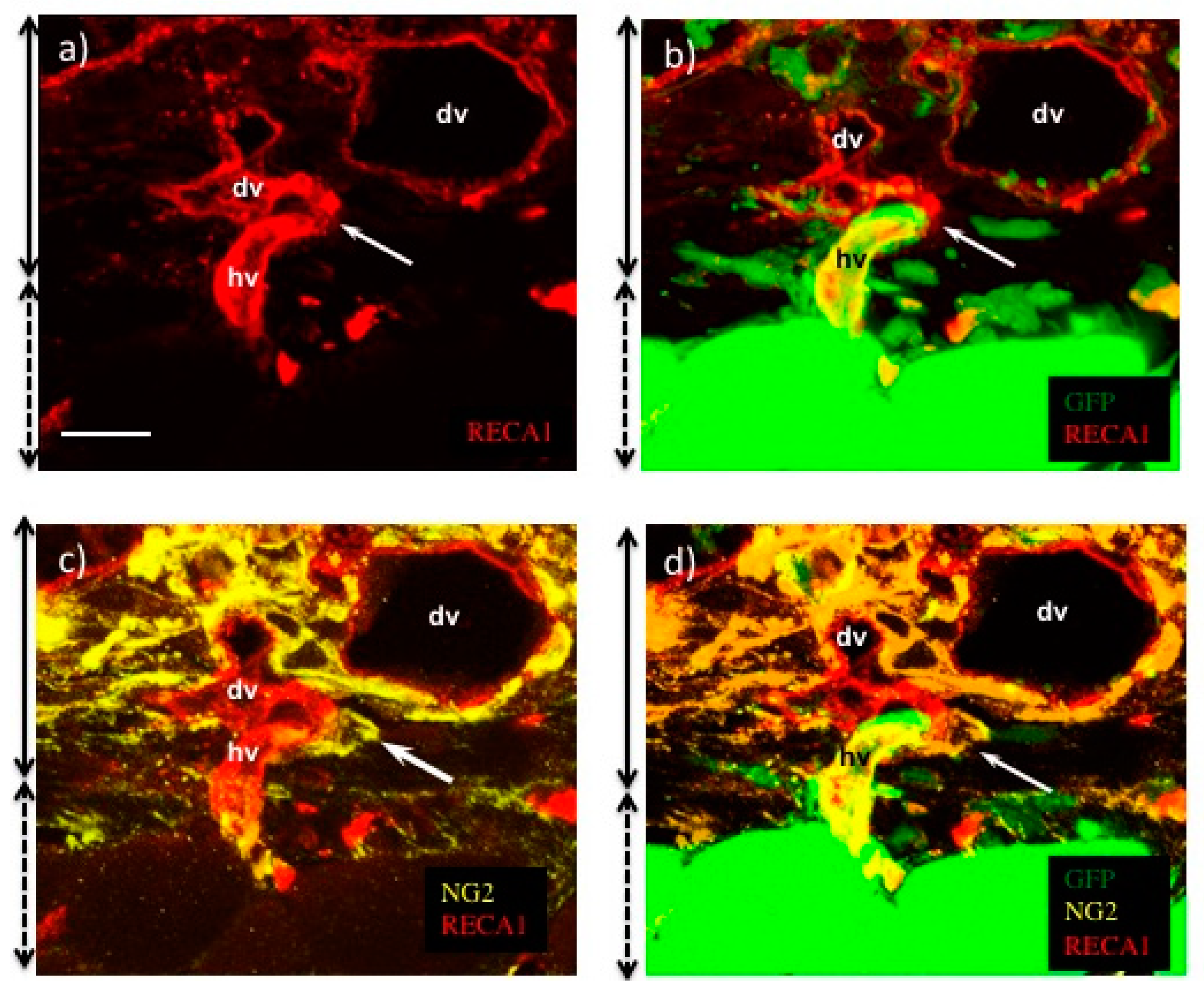 Ijms 19 04102 g005 Ijms 19 04102 g005