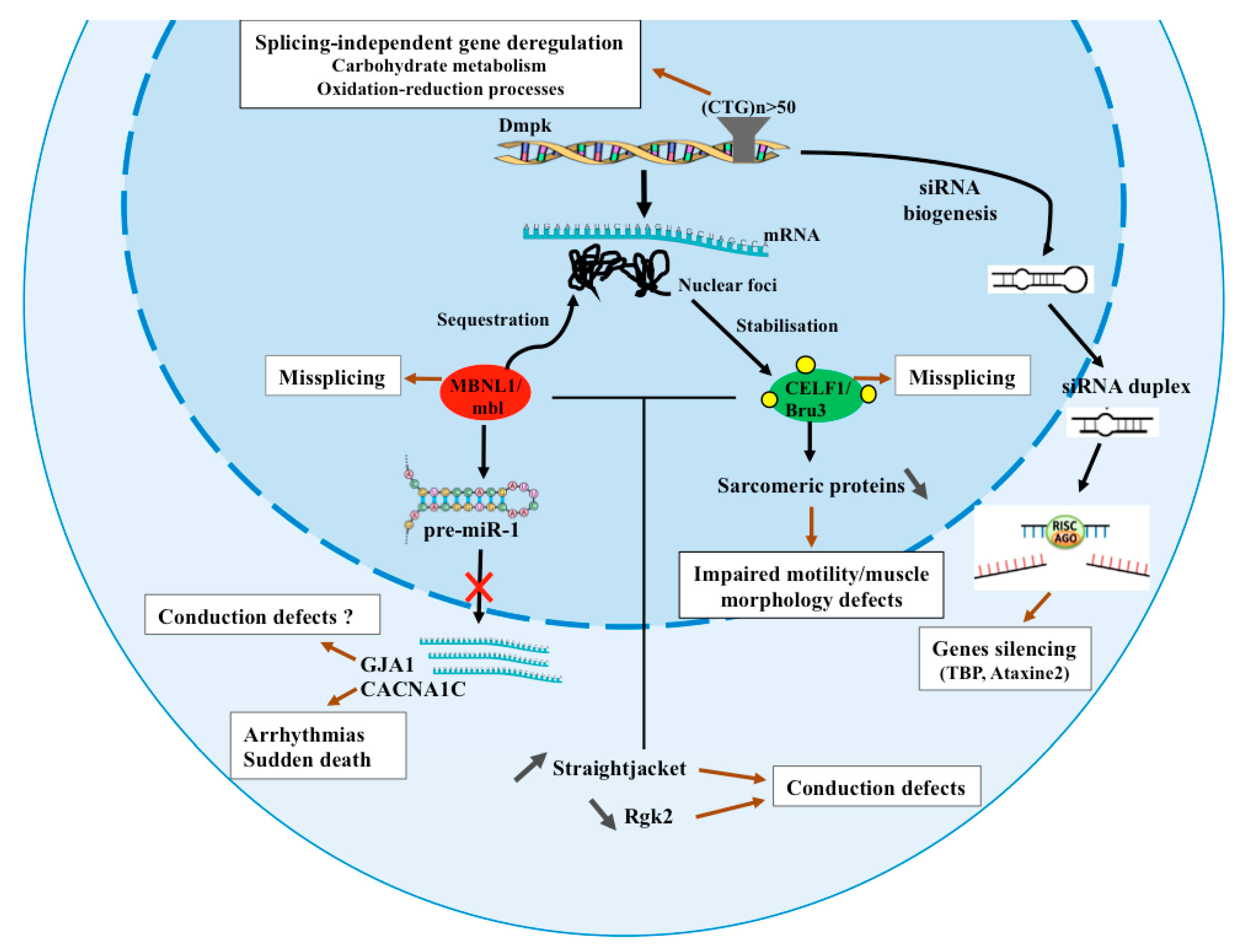 Ijms 19 04104 g001 Ijms 19 04104 g001